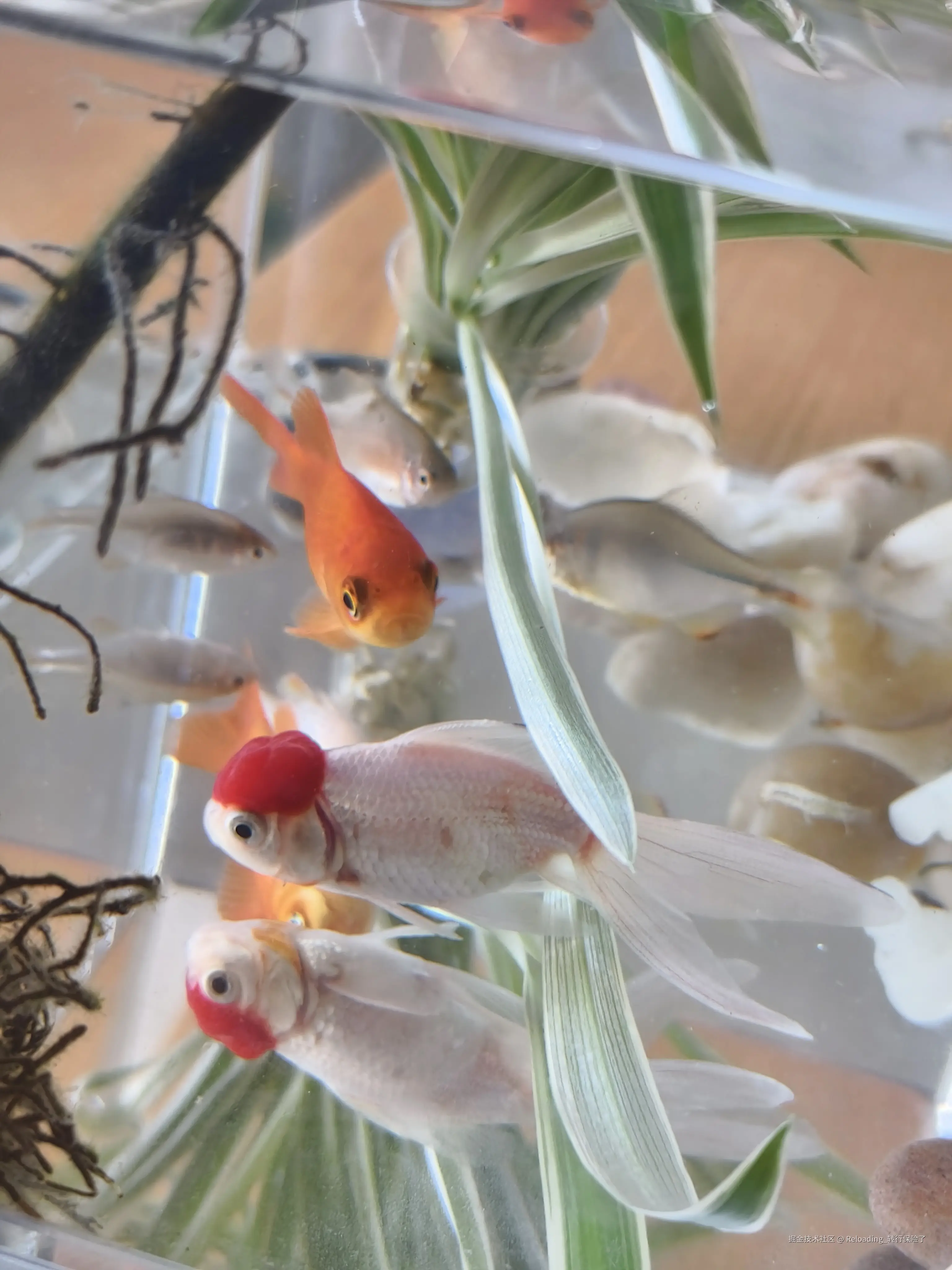 Reloading_转行保险了于2025-03-17 12:33发布的图片