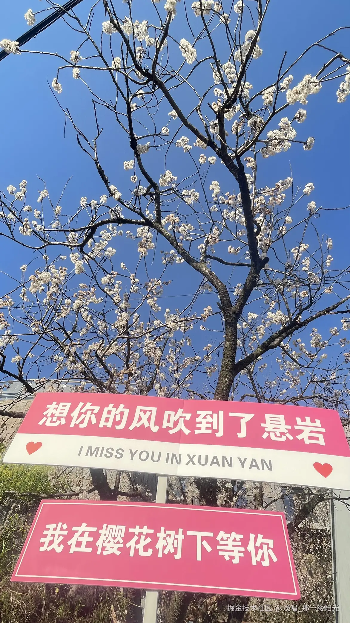 浅唱_那一缕阳光于2026-04-01 10:01发布的图片