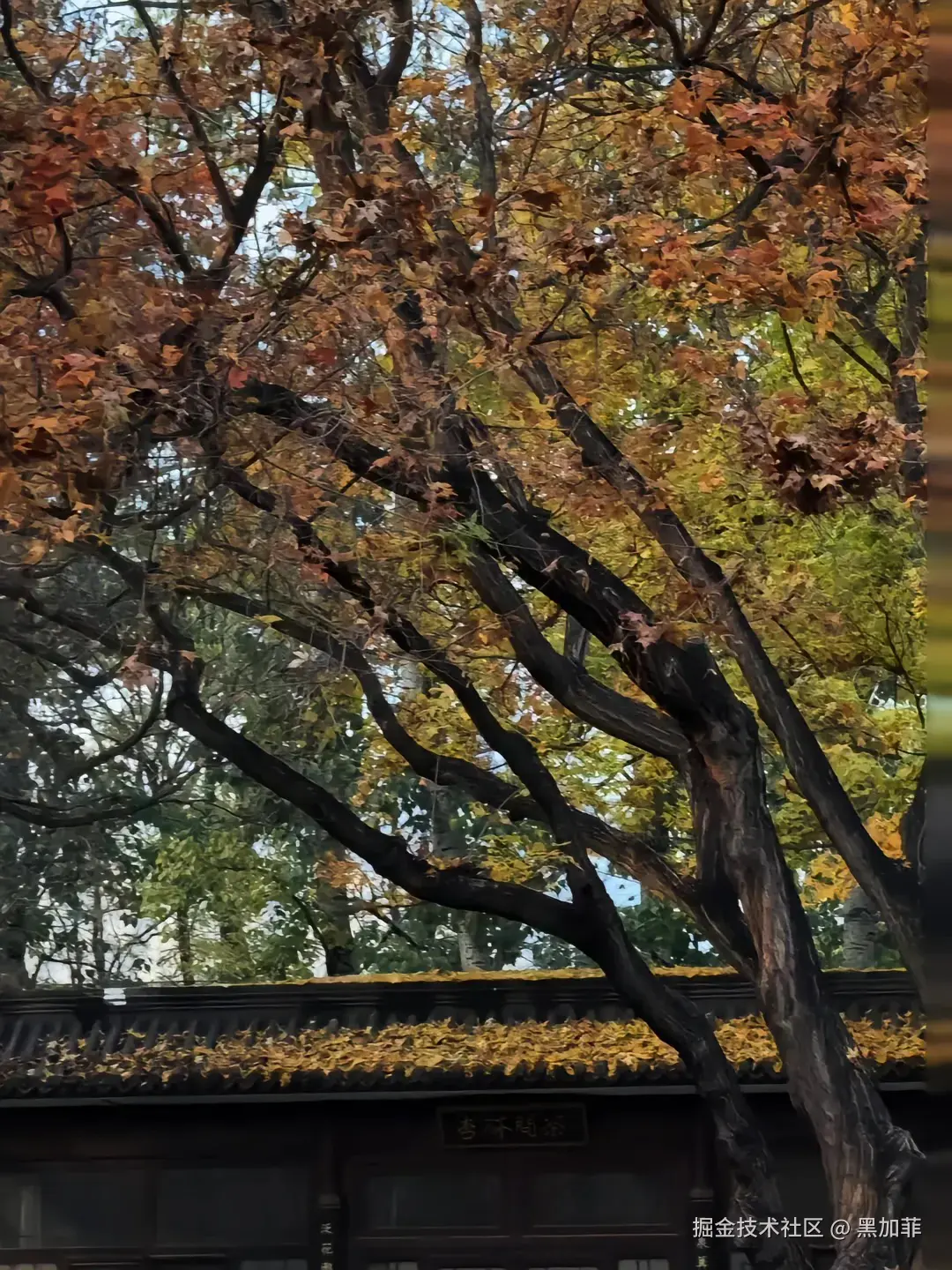 黑加菲于2024-11-30 10:36发布的图片