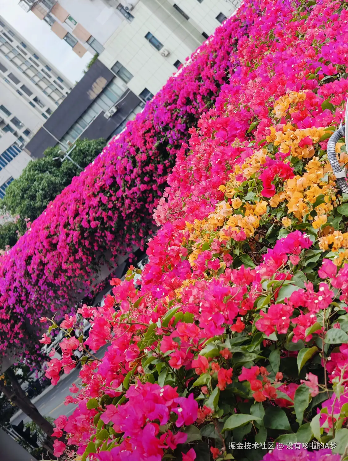 没有哆啦的A梦于2024-12-17 03:13发布的图片