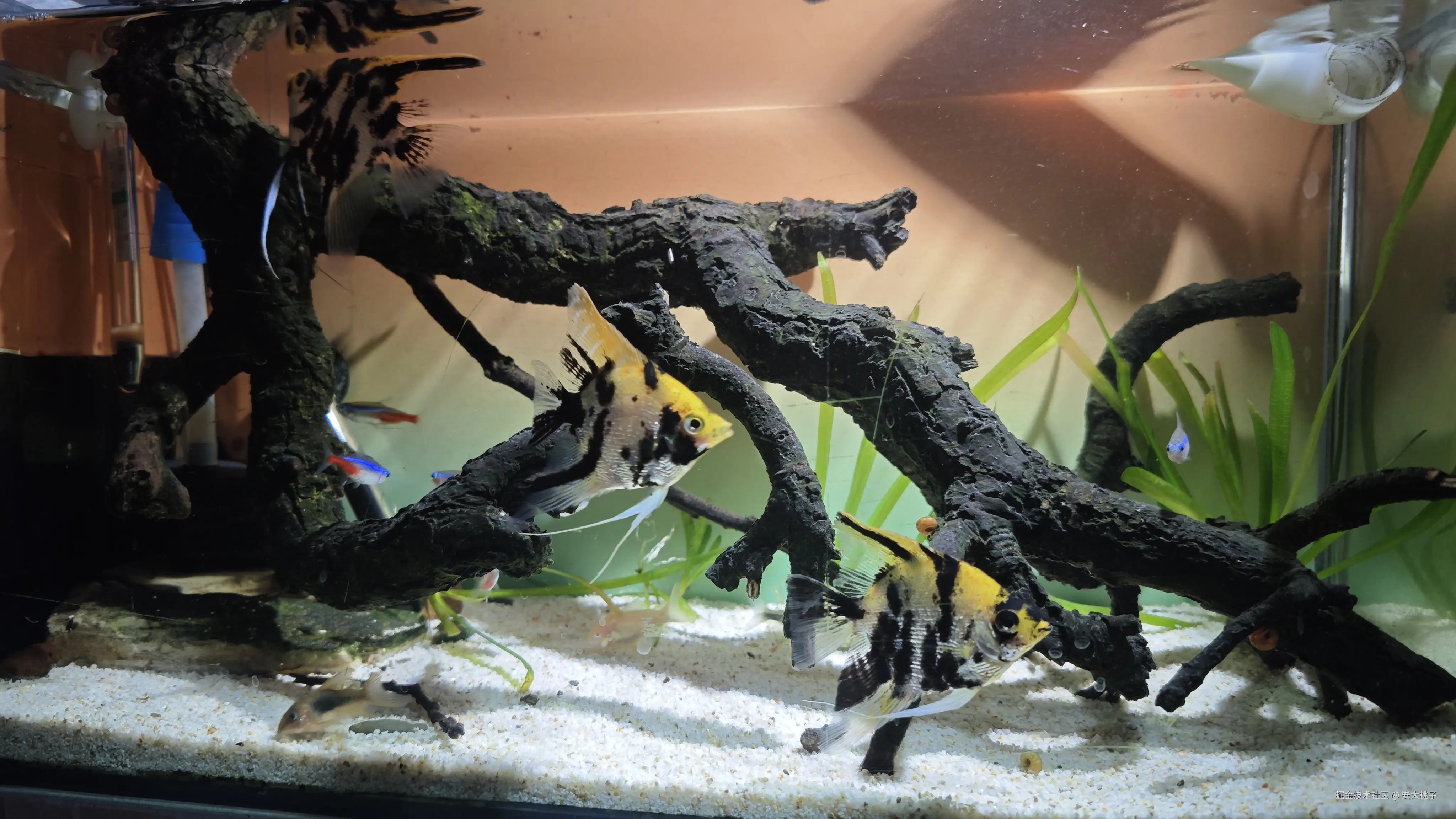 安大桃子于2026-04-14 09:05发布的图片