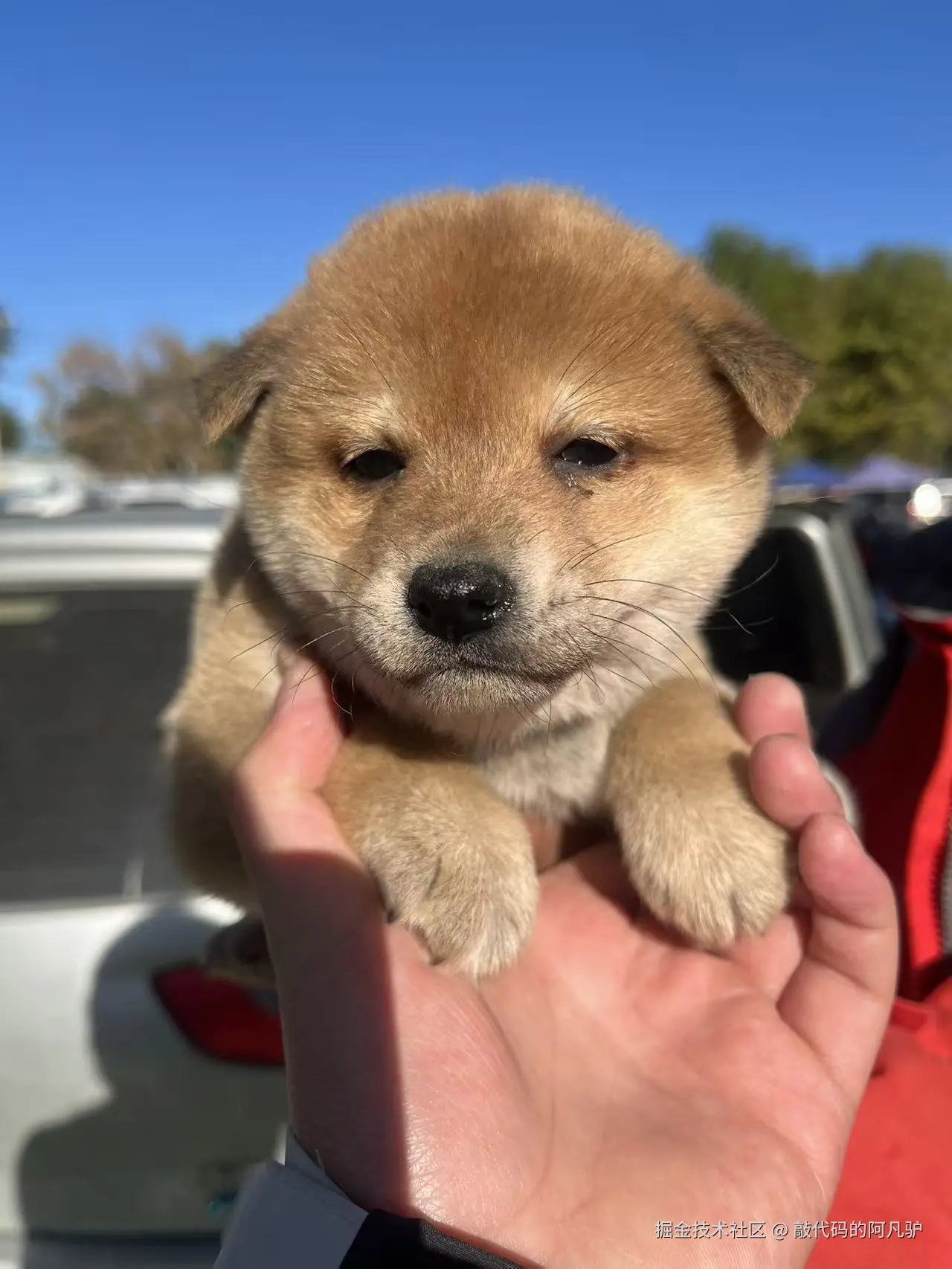 敲代码的阿凡驴于2025-10-27 14:24发布的图片