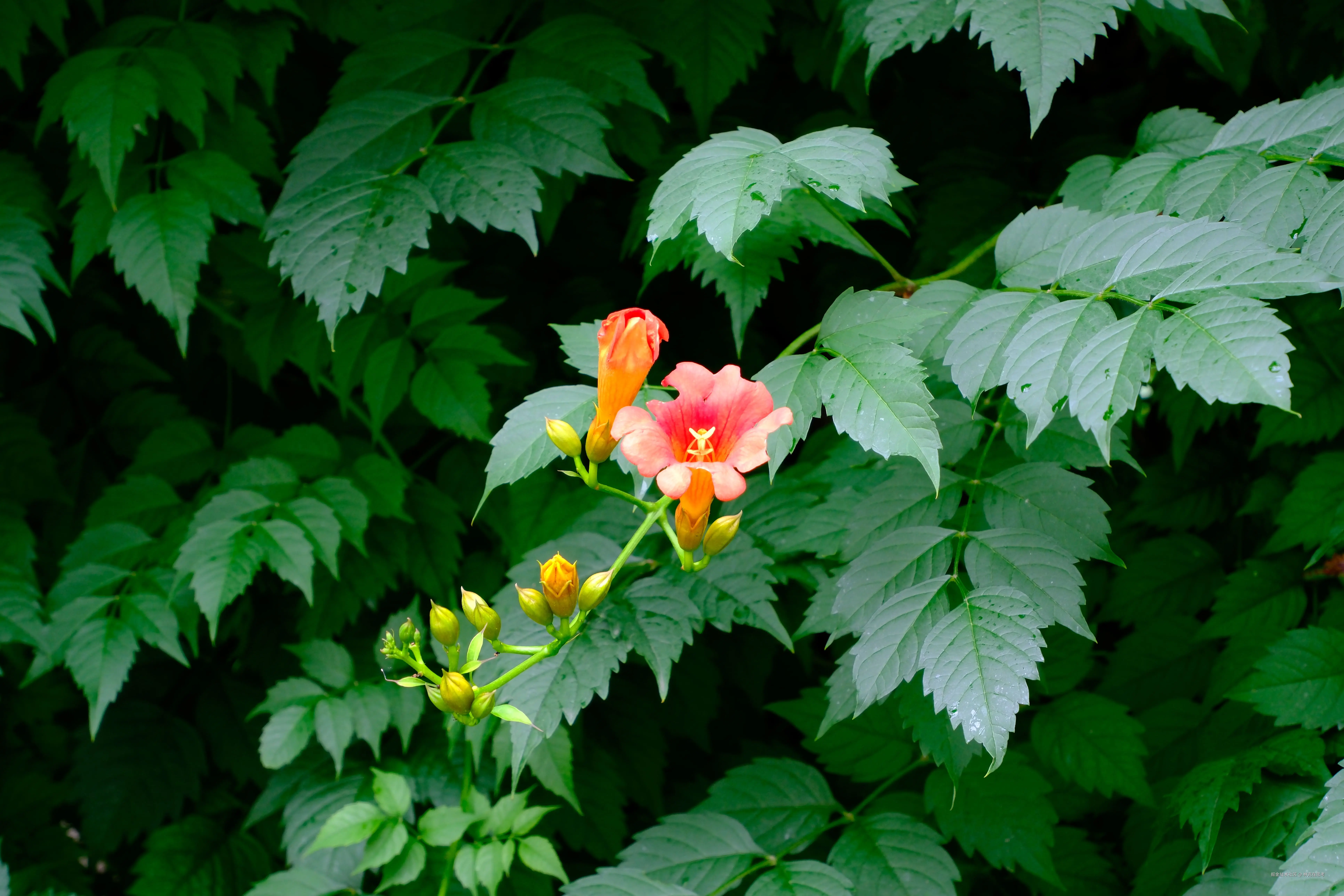 React Native新架构