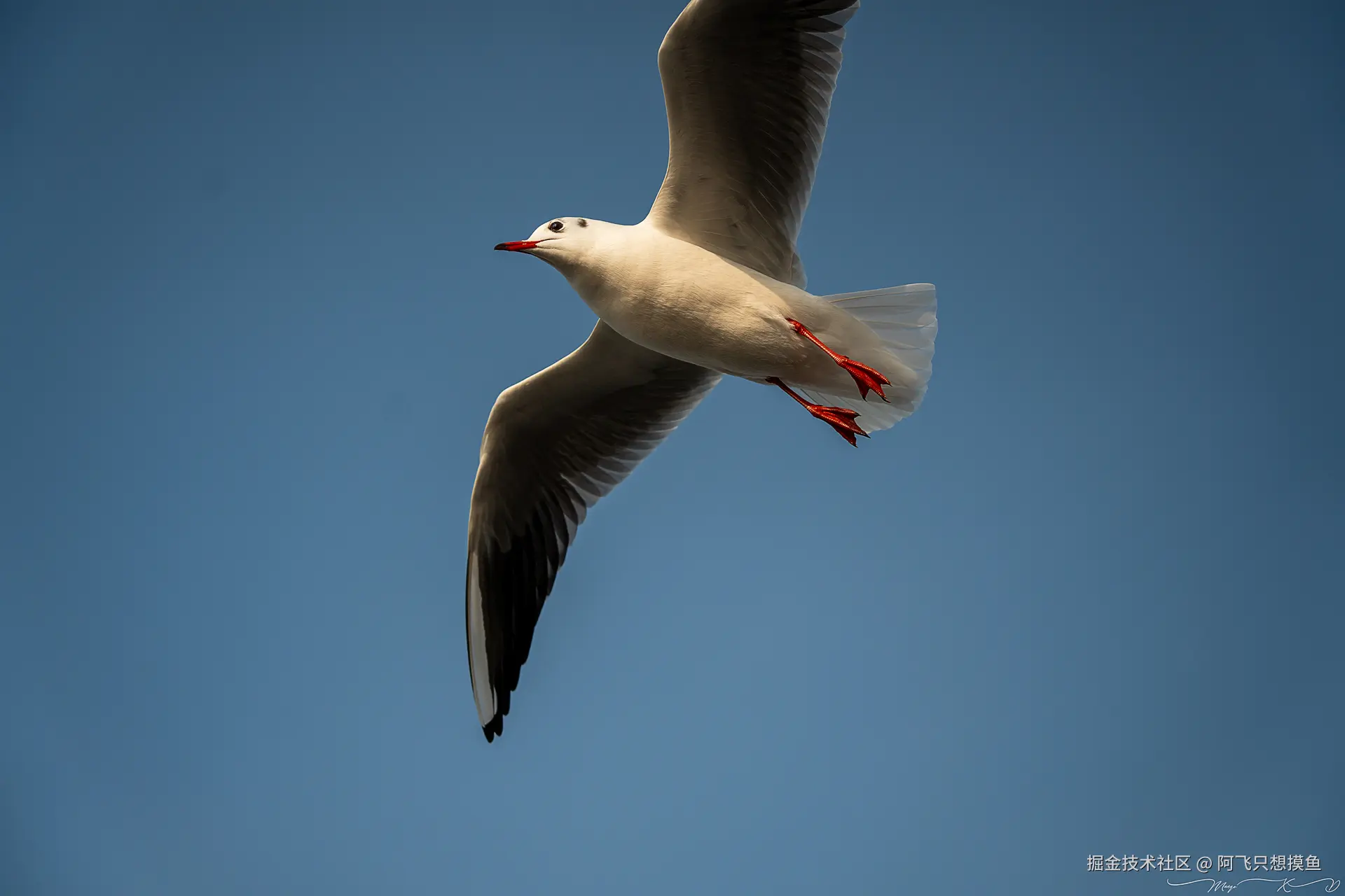 阿飞只想摸鱼于2024-12-19 14:47发布的图片