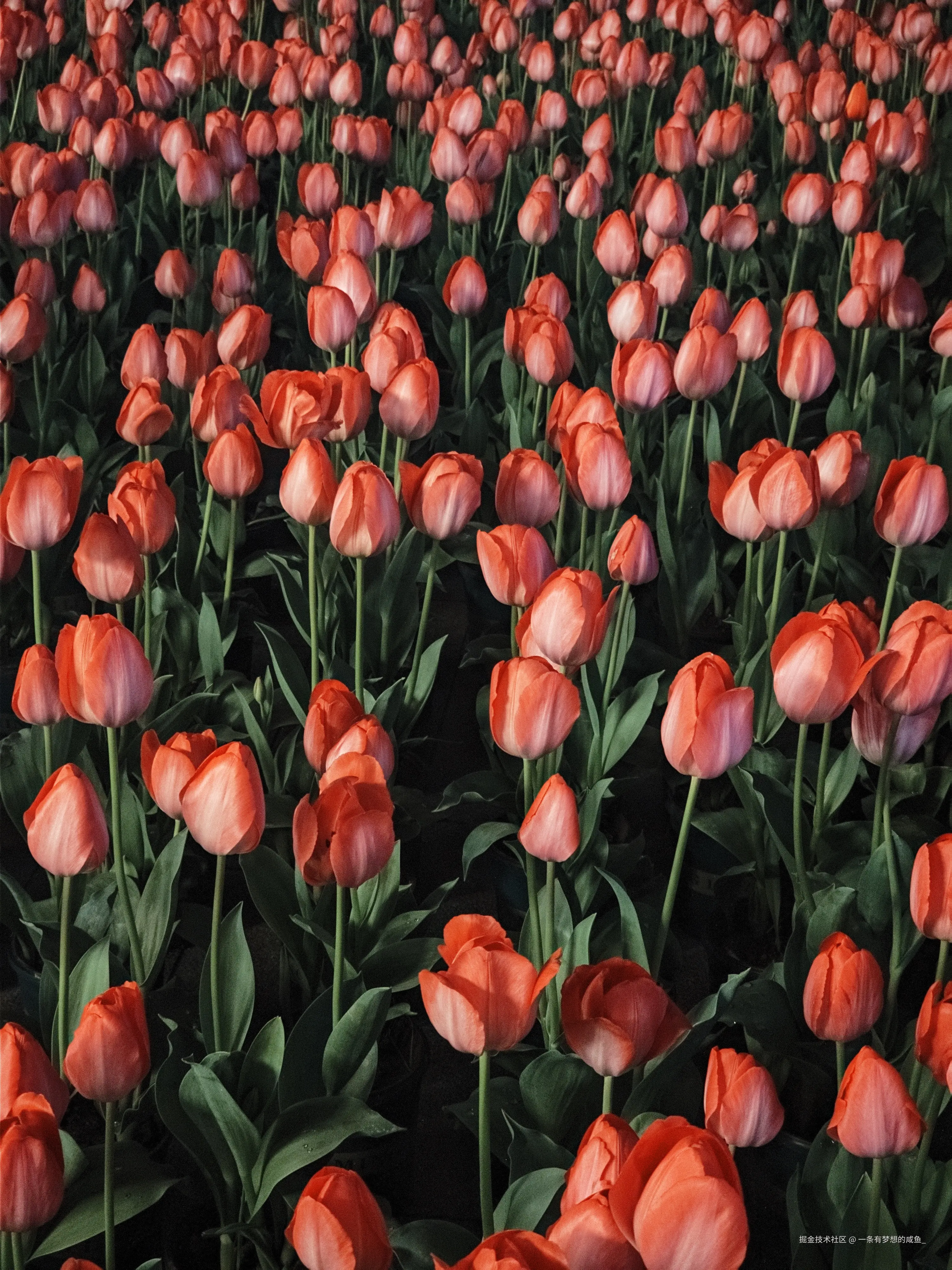 一条有梦想的咸鱼_于2026-03-31 10:53发布的图片