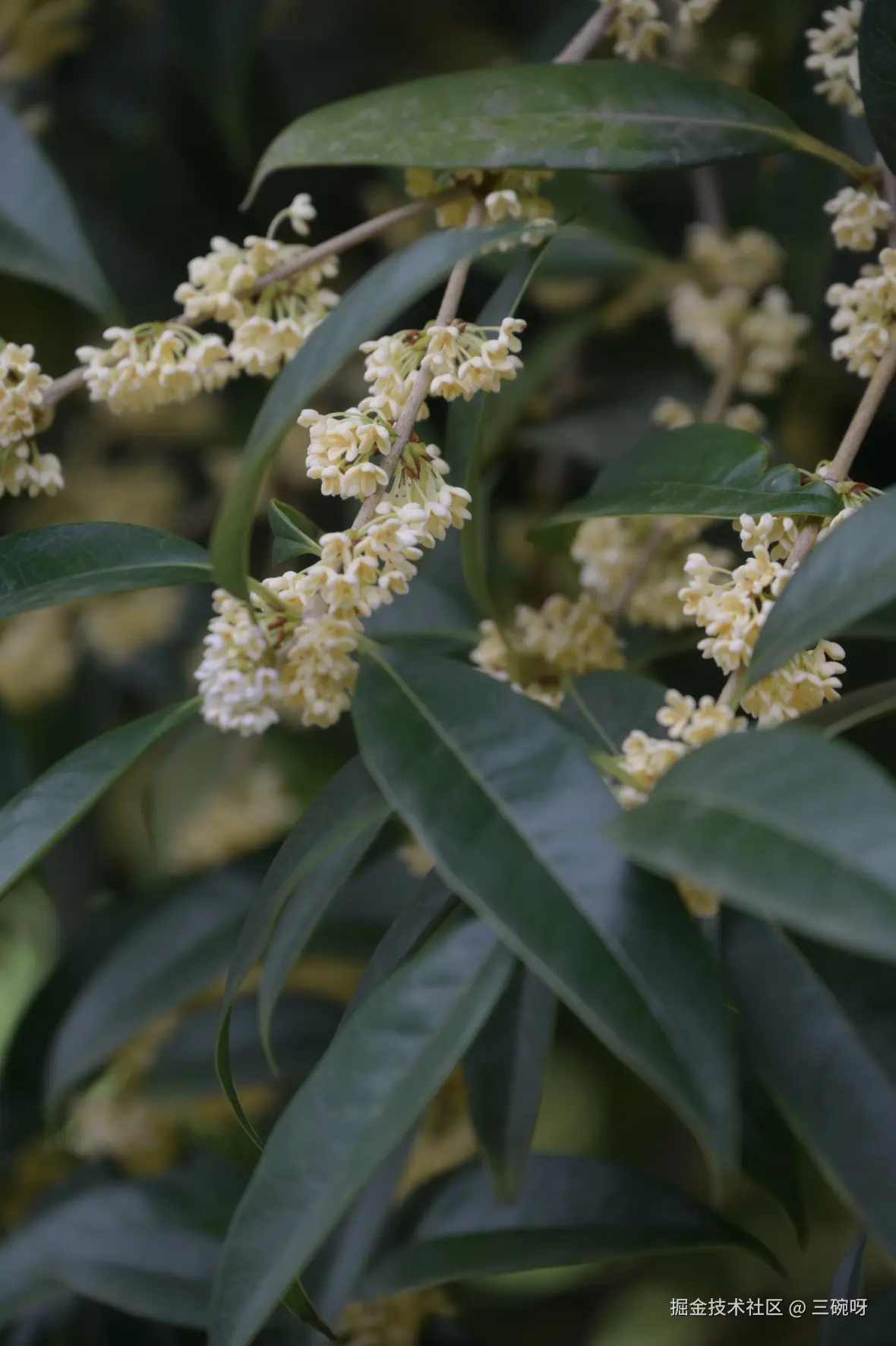 三碗呀于2025-09-10 09:34发布的图片