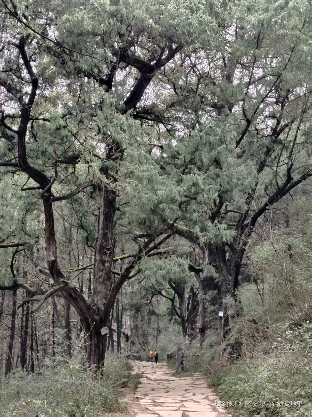 菜鸡钻进泥地里于2026-02-02 09:29发布的图片