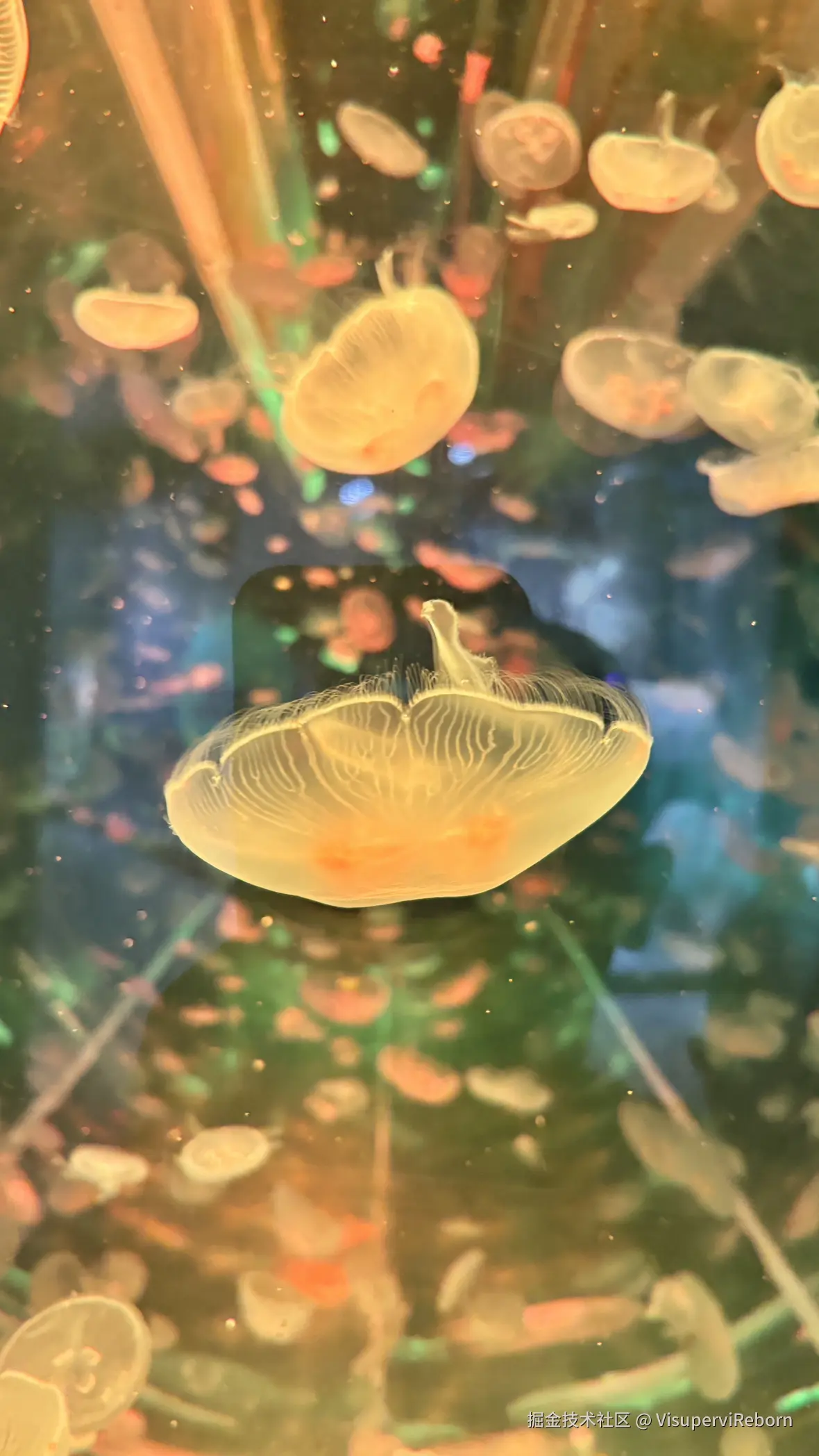 VisuperviReborn于2025-09-30 15:55发布的图片