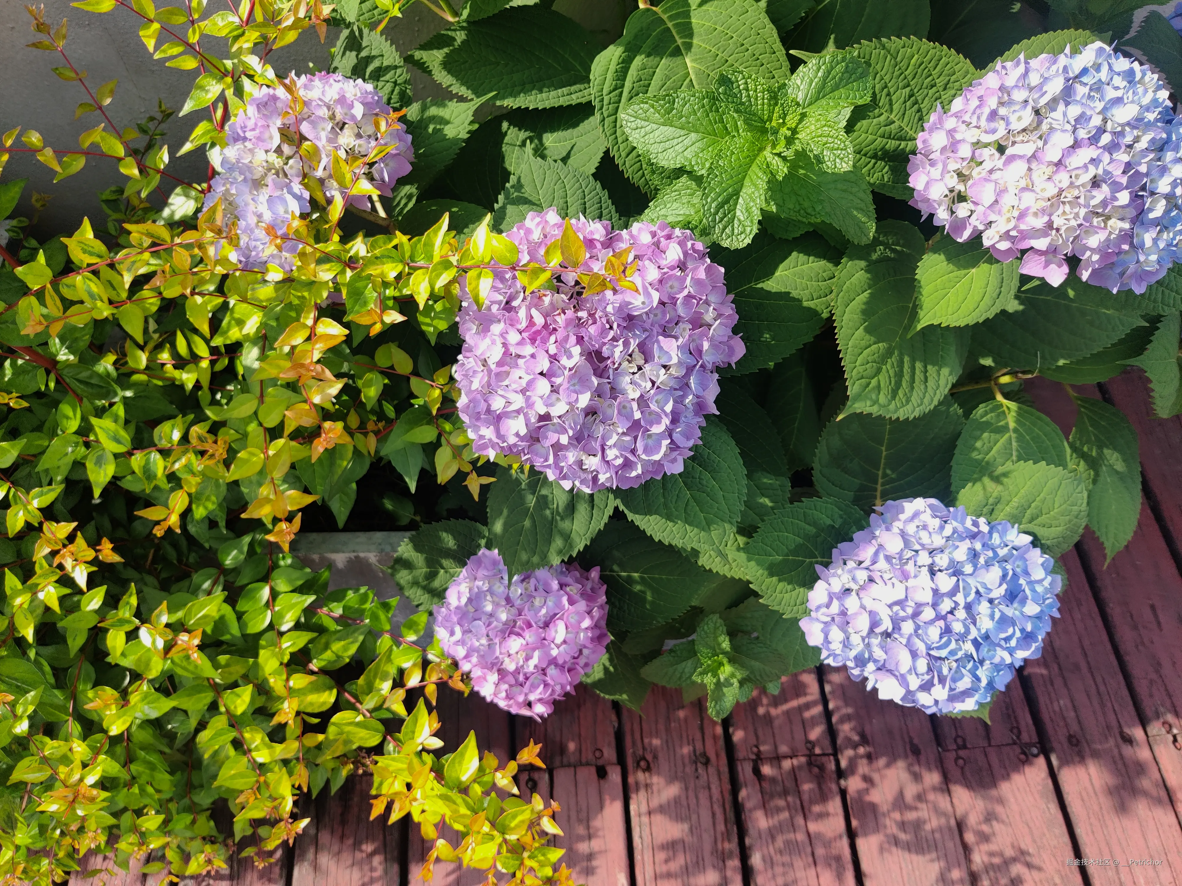 __Petrichor于2025-05-13 09:07发布的图片