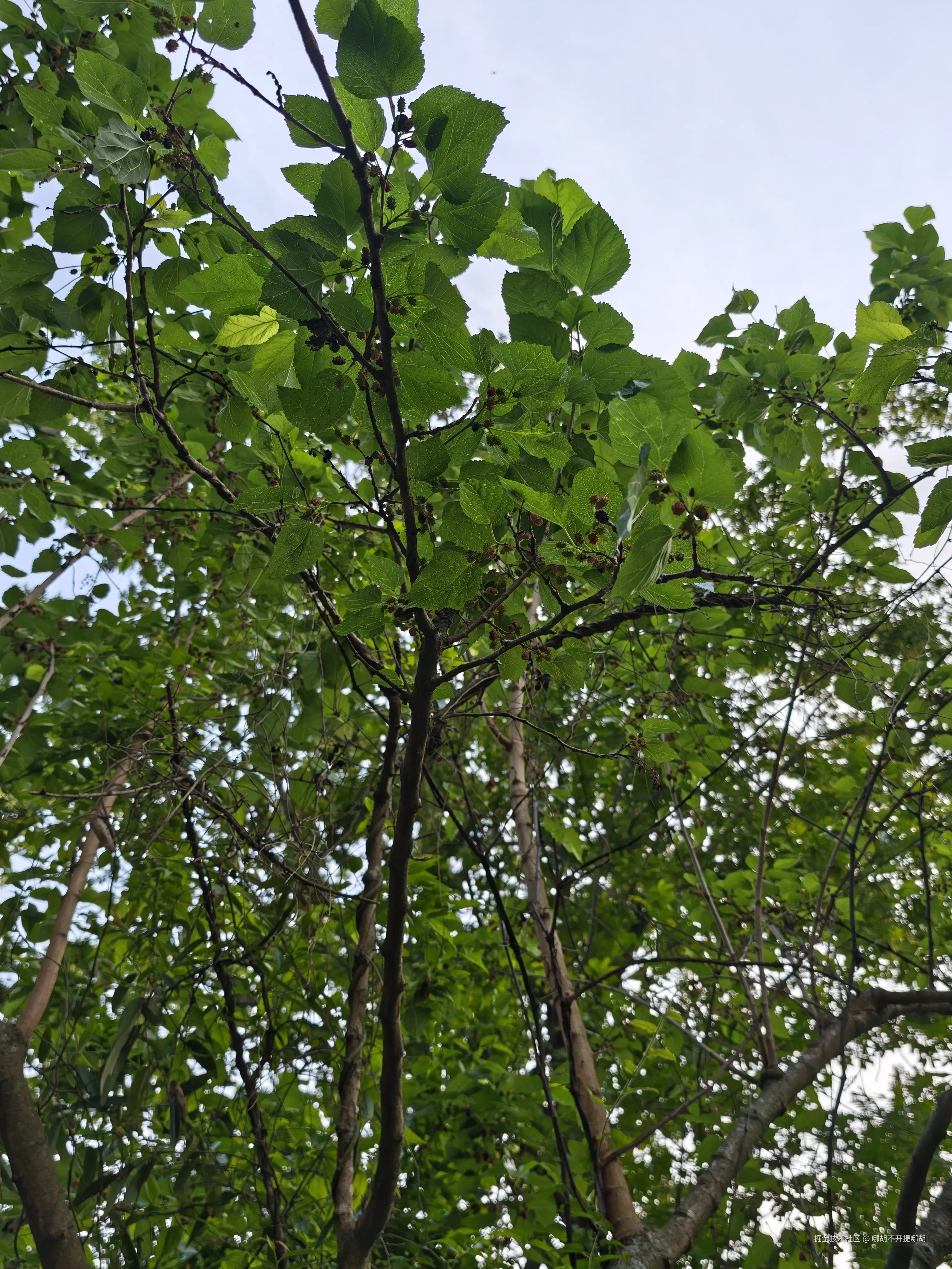 哪胡不开提哪胡于2025-04-30 08:52发布的图片