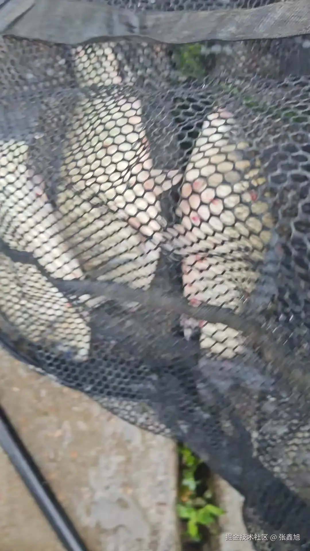 张鑫旭于2025-06-11 14:51发布的图片