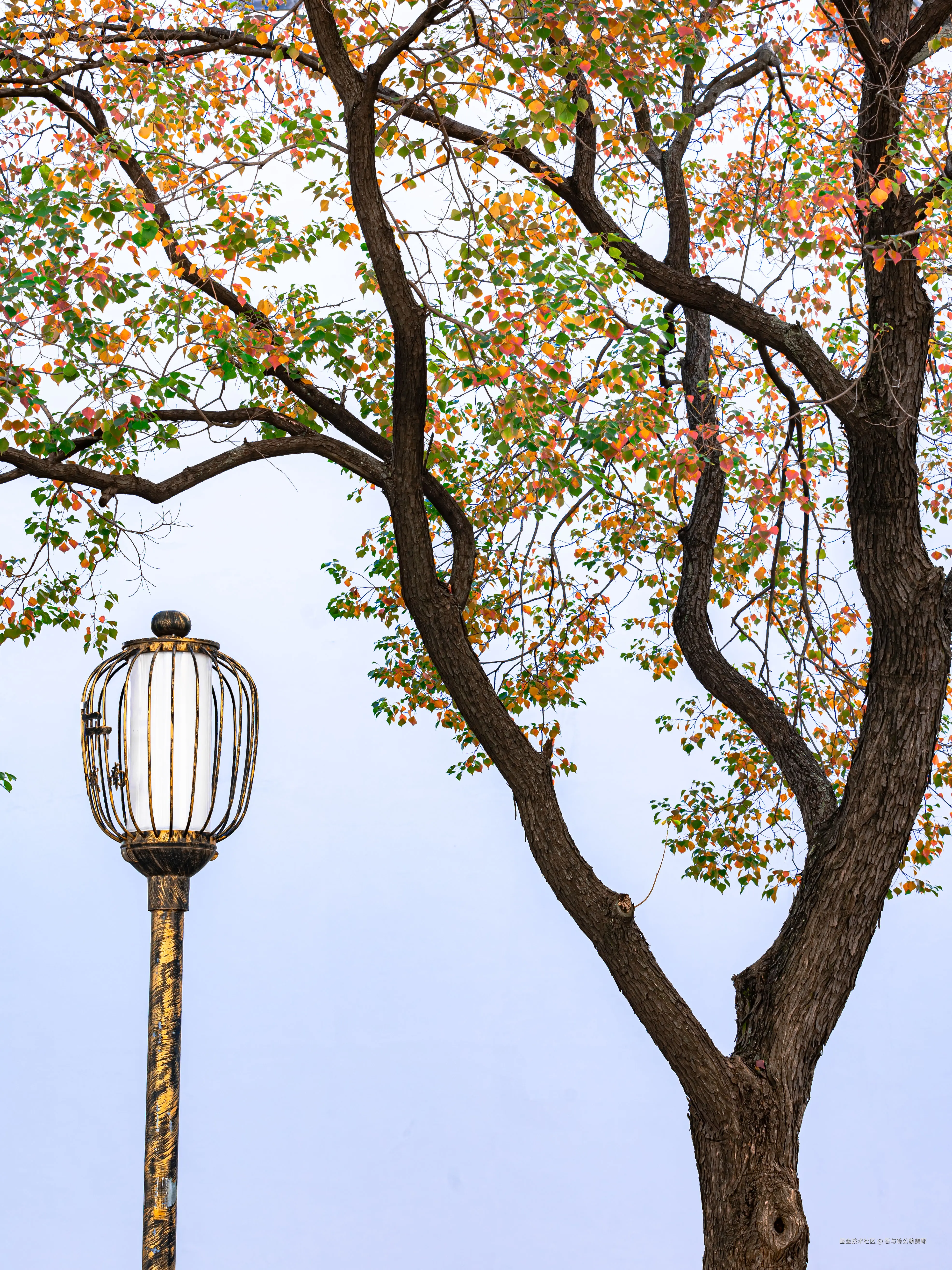 吾与徐公孰美耶于2024-11-11 01:49发布的图片