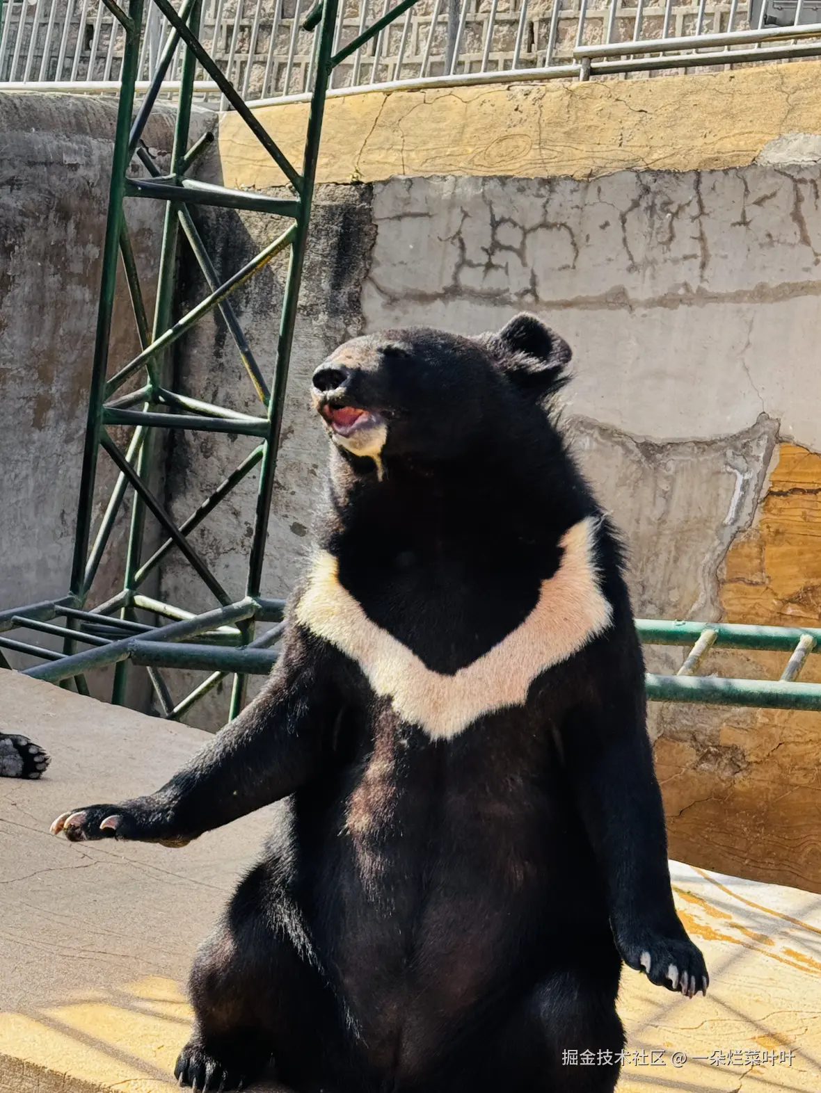 一朵烂菜叶叶于2026-04-13 11:05发布的图片