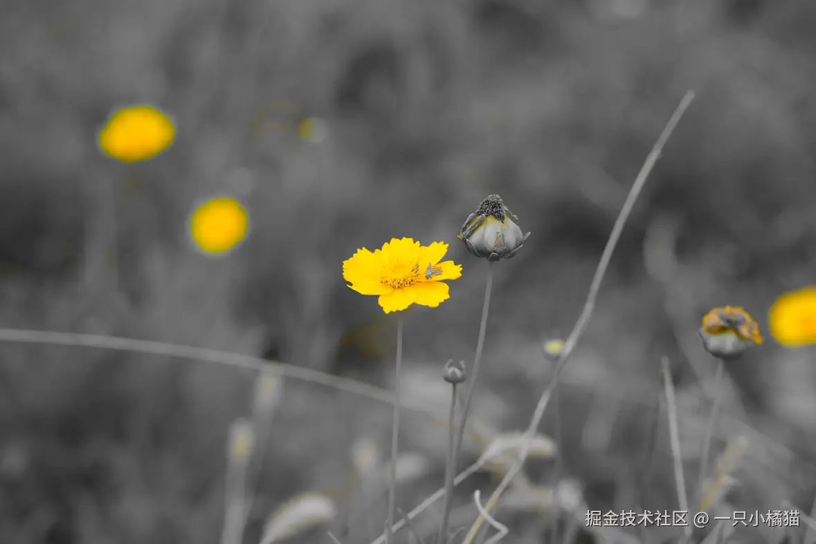 一只小橘猫于2025-05-31 16:34发布的图片