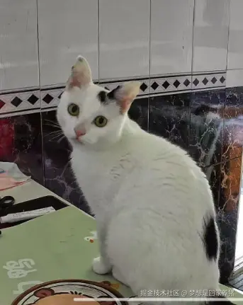 梦想是回家养猪于2025-04-29 11:08发布的图片