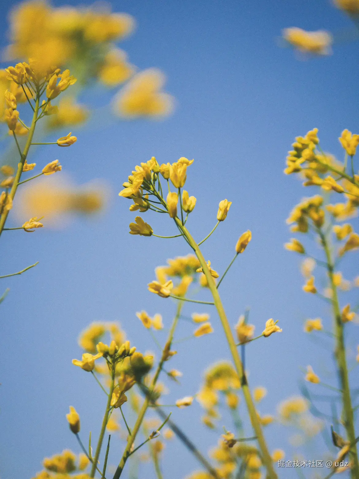 udz于2025-01-20 14:43发布的图片