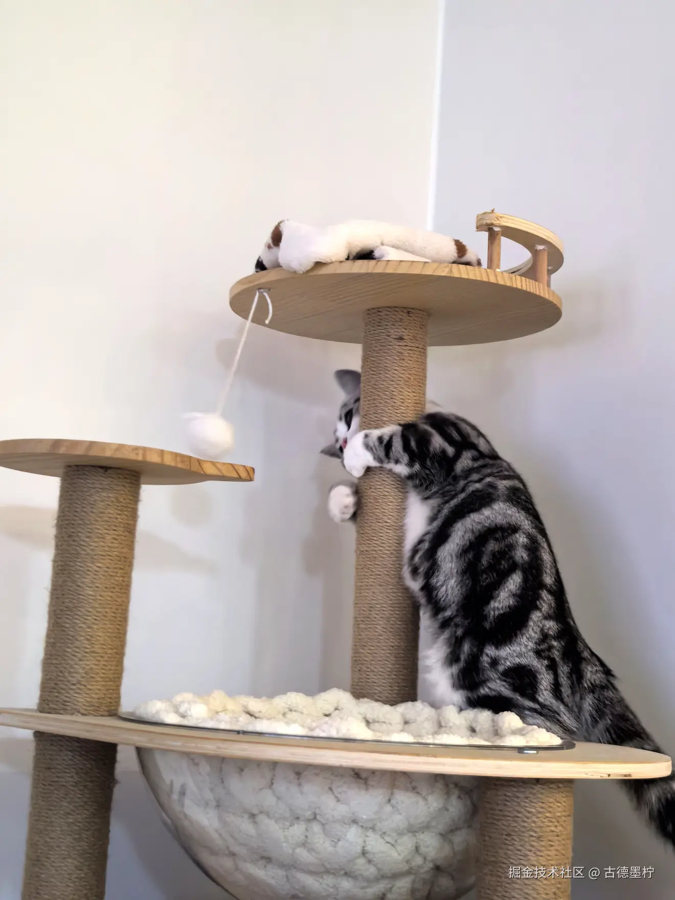 古德墨柠于2026-02-12 16:24发布的图片