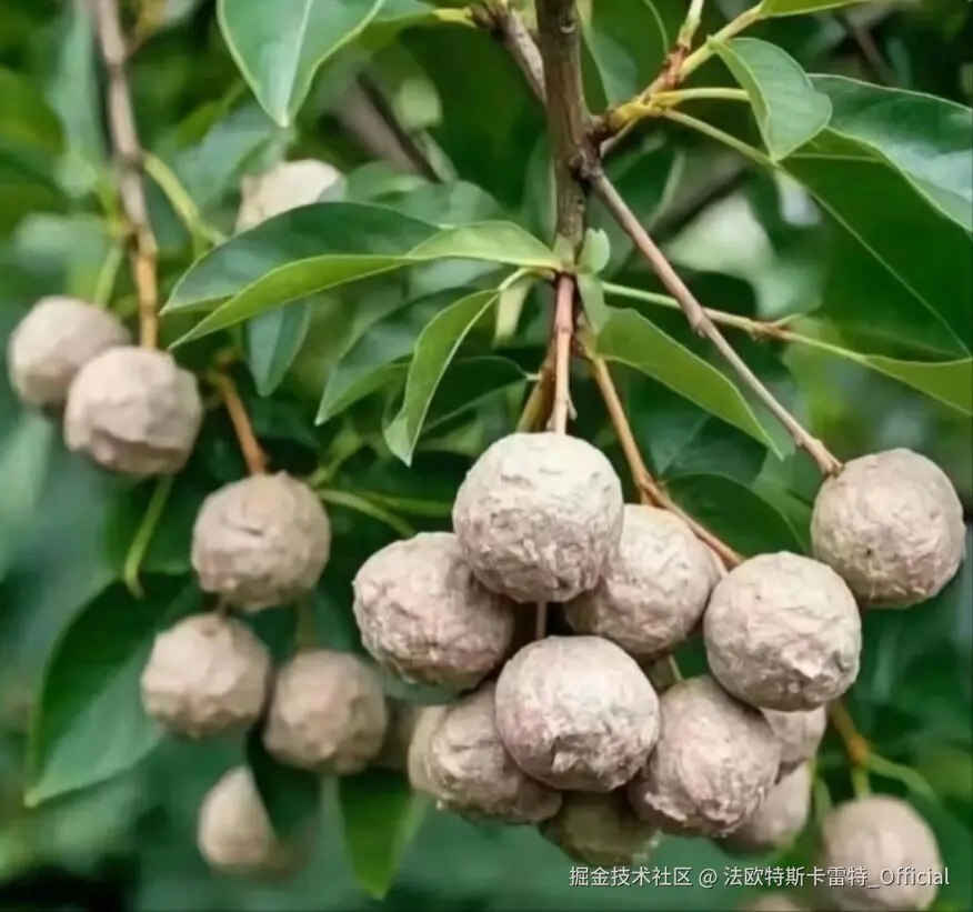 法欧特斯卡雷特_Official于2025-07-07 14:50发布的图片