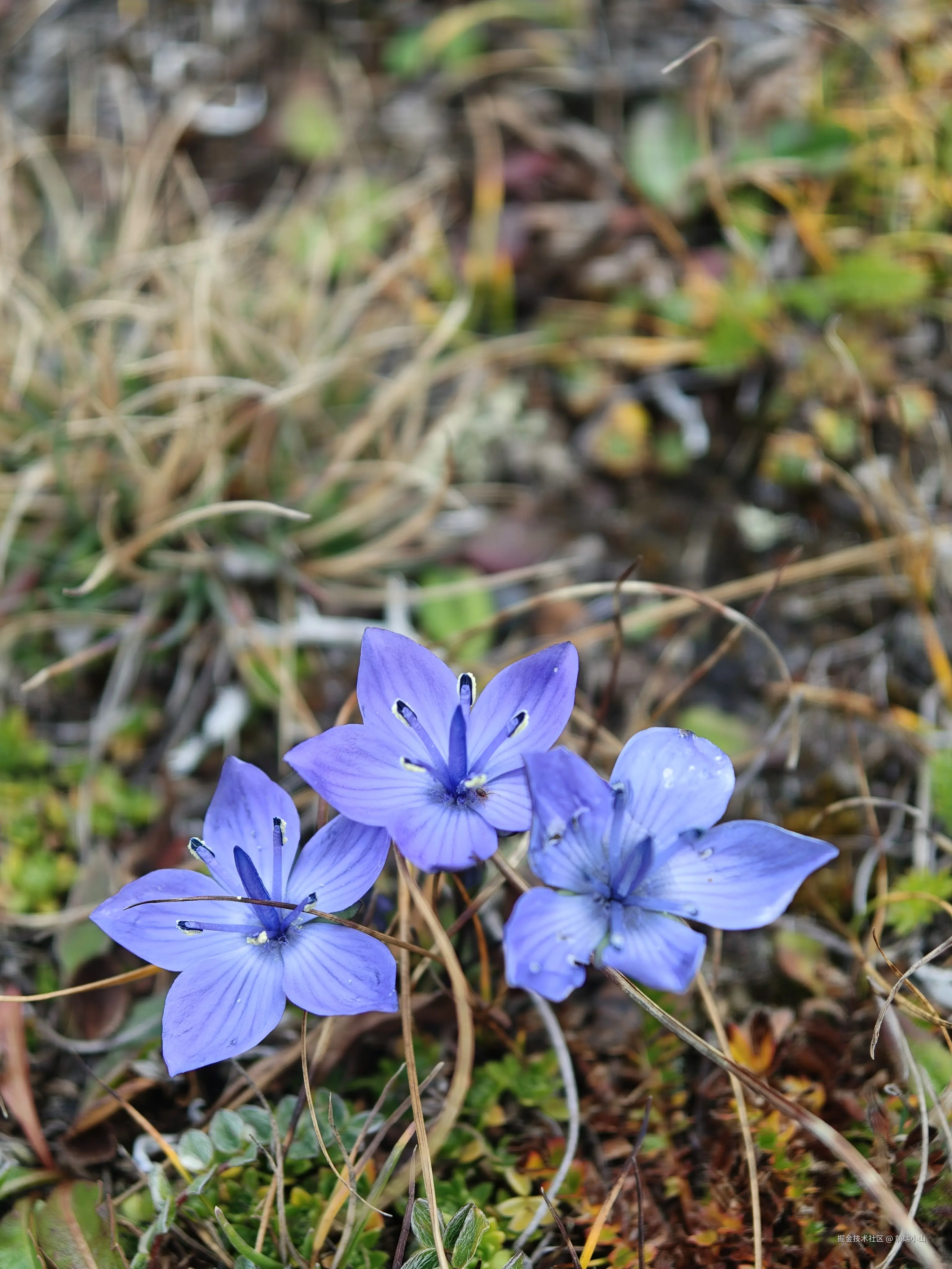 前端小山于2025-10-09 22:14发布的图片