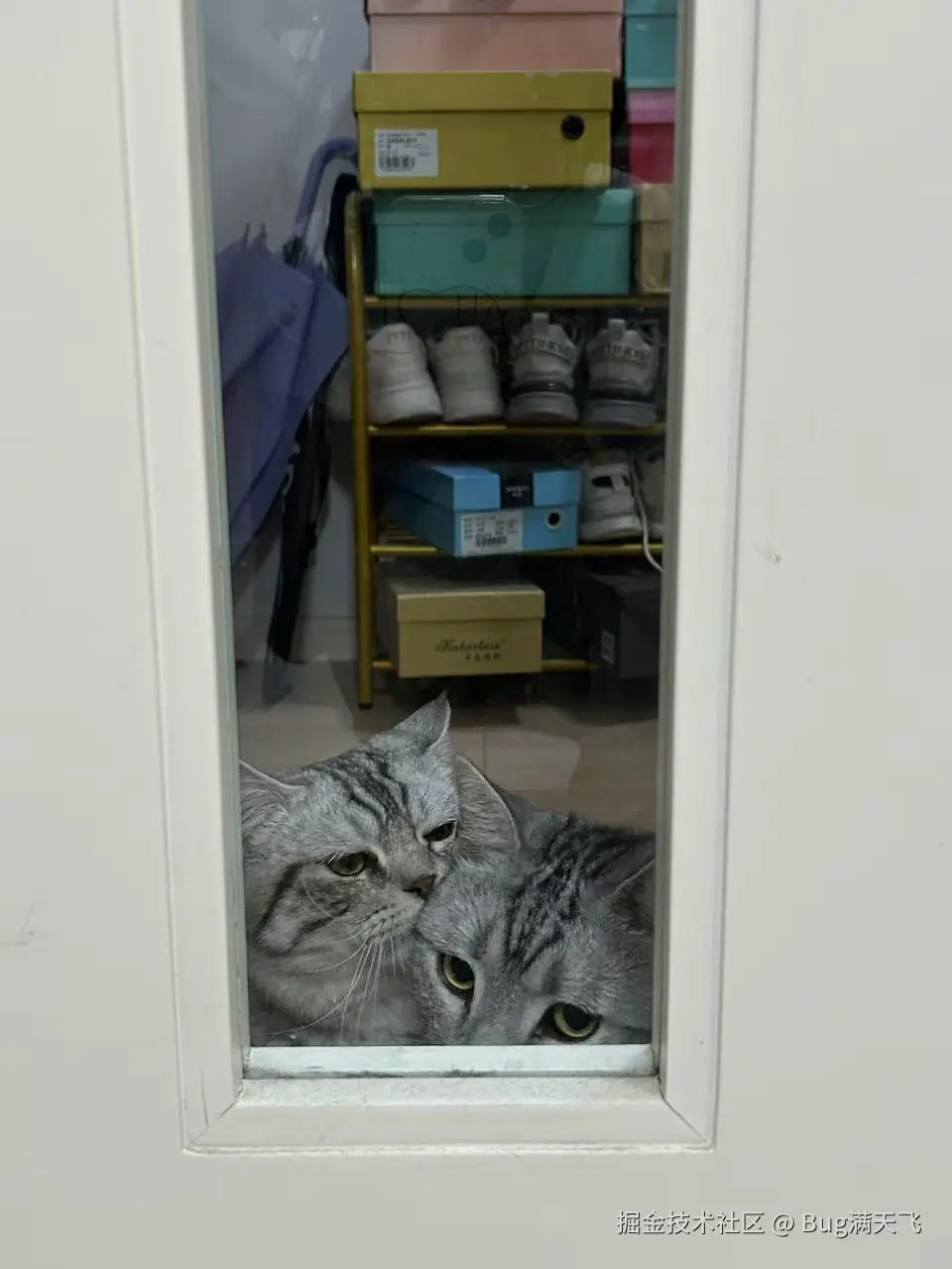 Bug满天飞于2025-02-14 07:39发布的图片