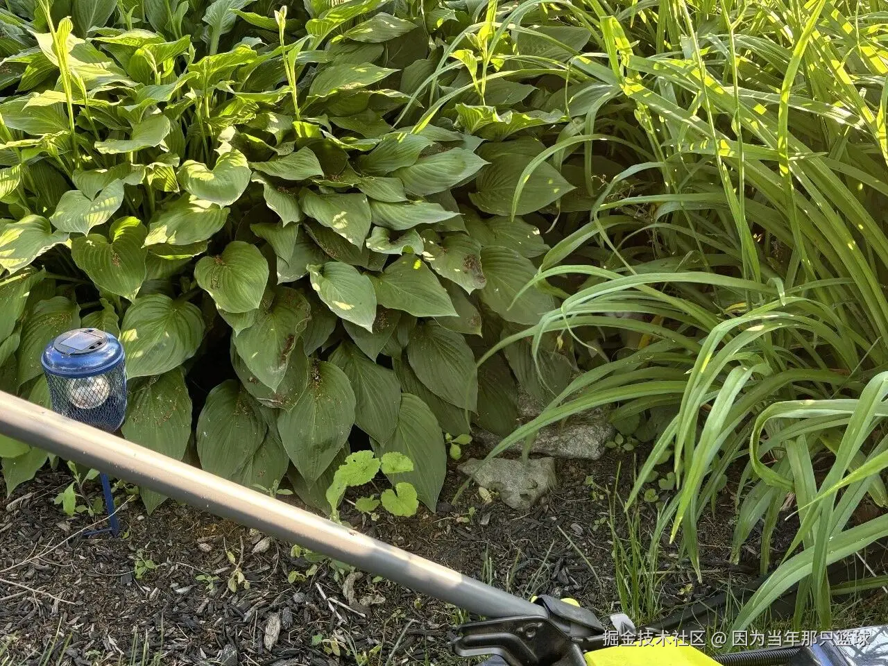 因为当年那只篮球于2026-04-01 10:36发布的图片