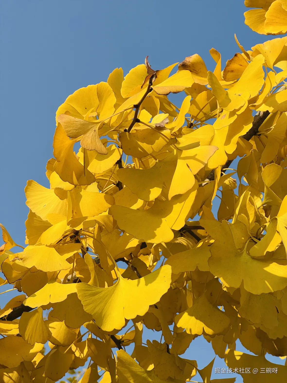 三碗呀于2024-12-03 10:19发布的图片