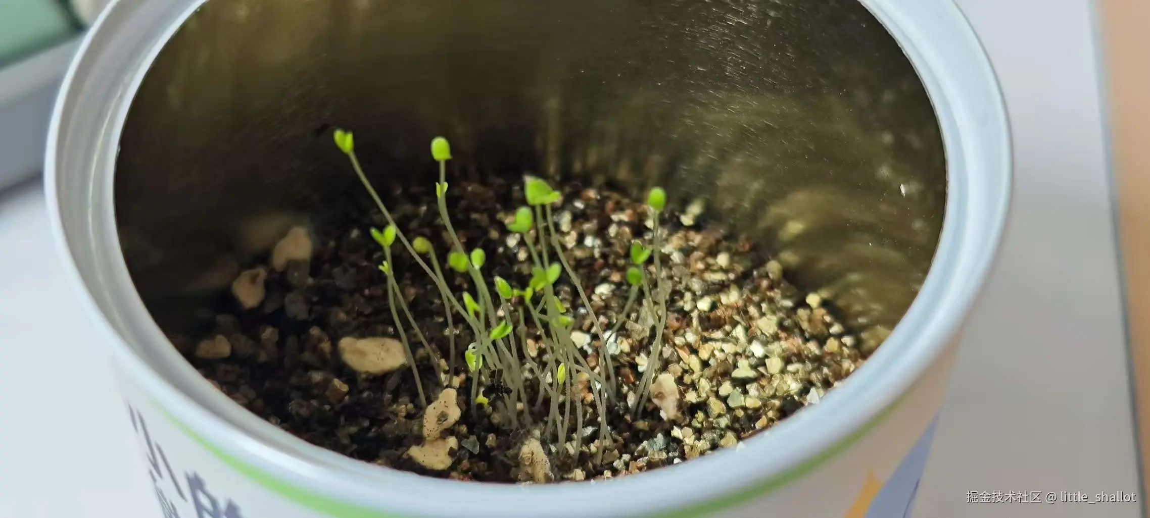 little_shallot于2025-10-09 13:51发布的图片