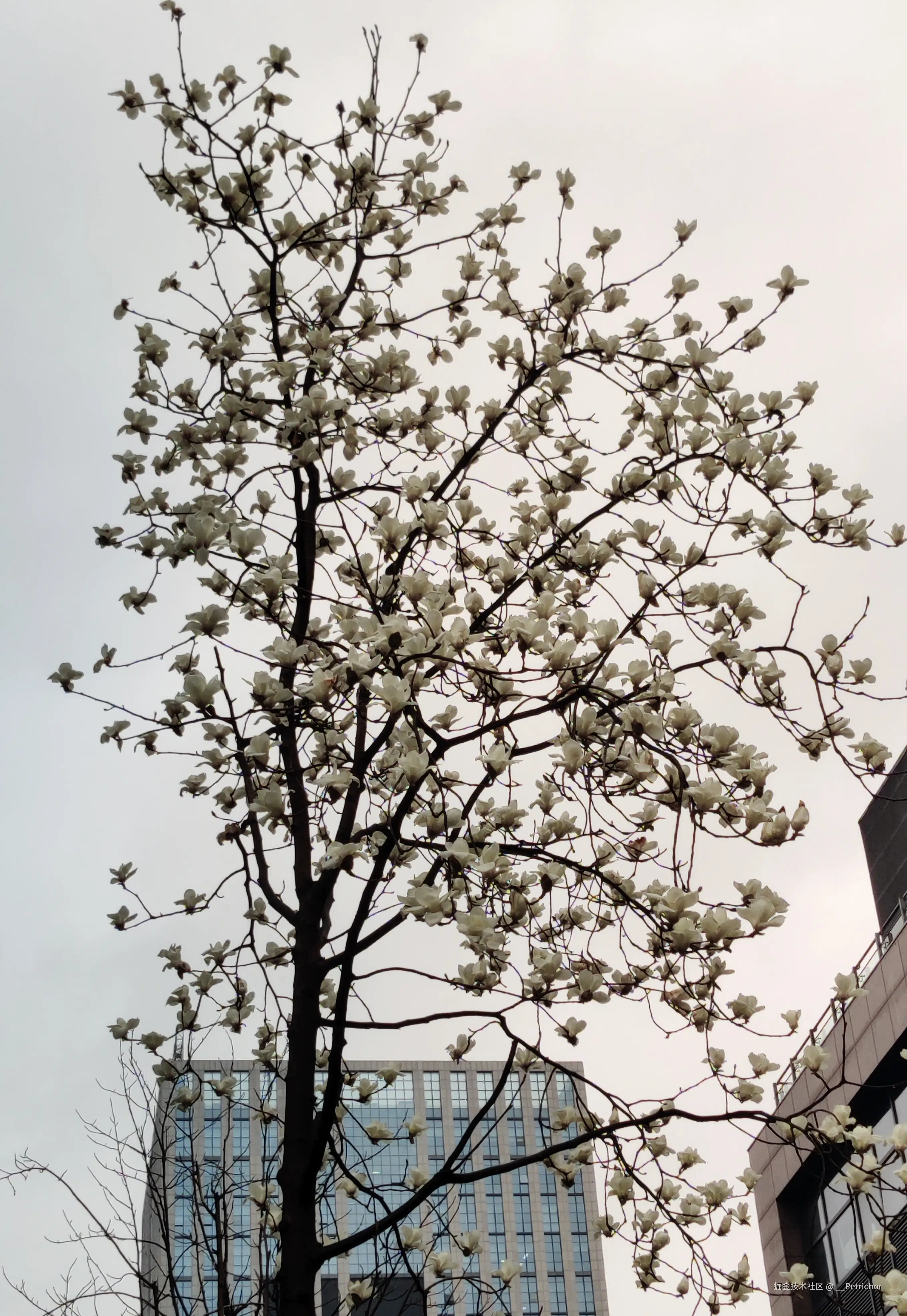 __Petrichor于2025-03-03 09:30发布的图片