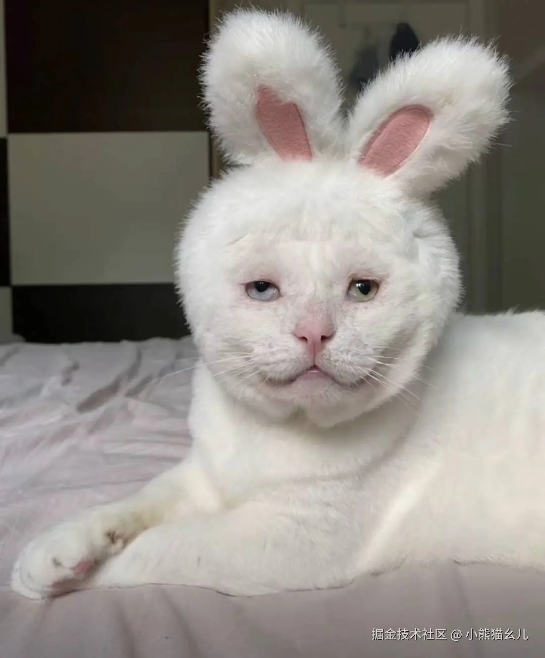 小熊猫幺儿于2025-09-02 21:11发布的图片