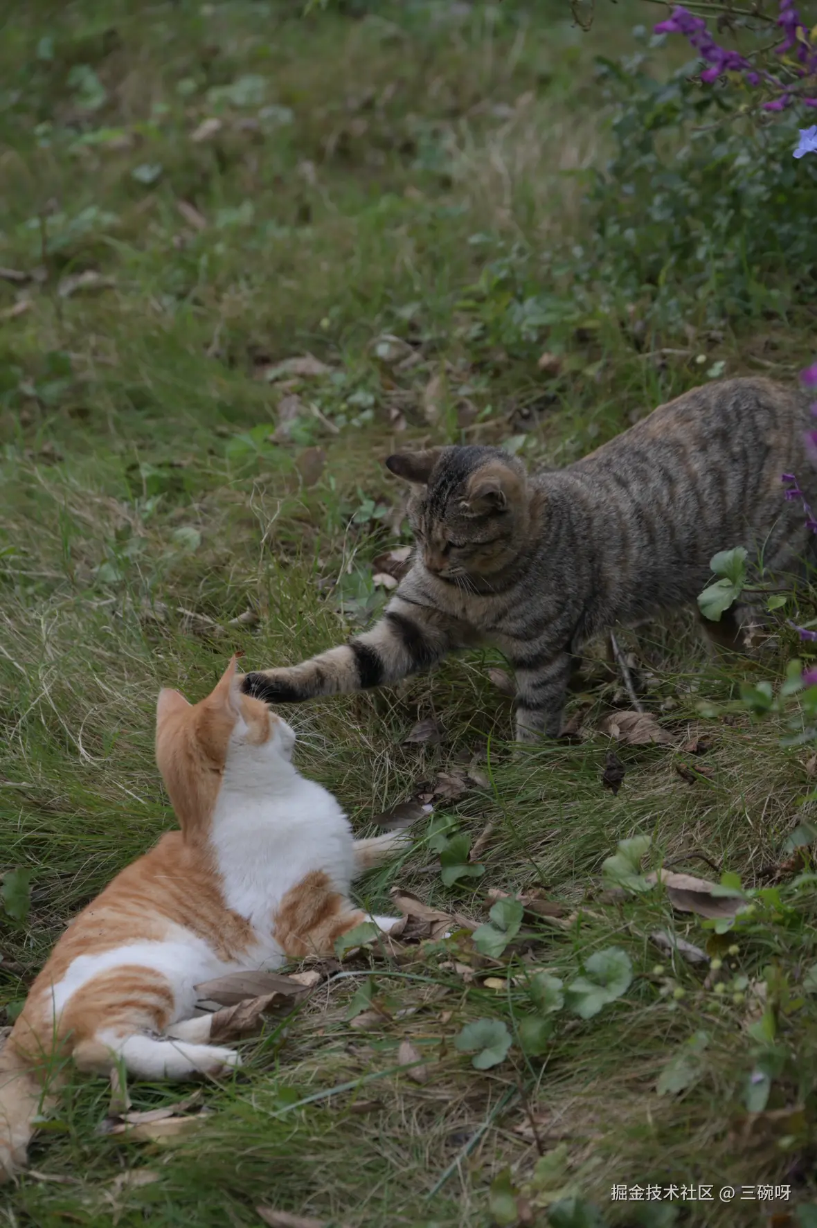 三碗呀于2025-11-26 09:35发布的图片