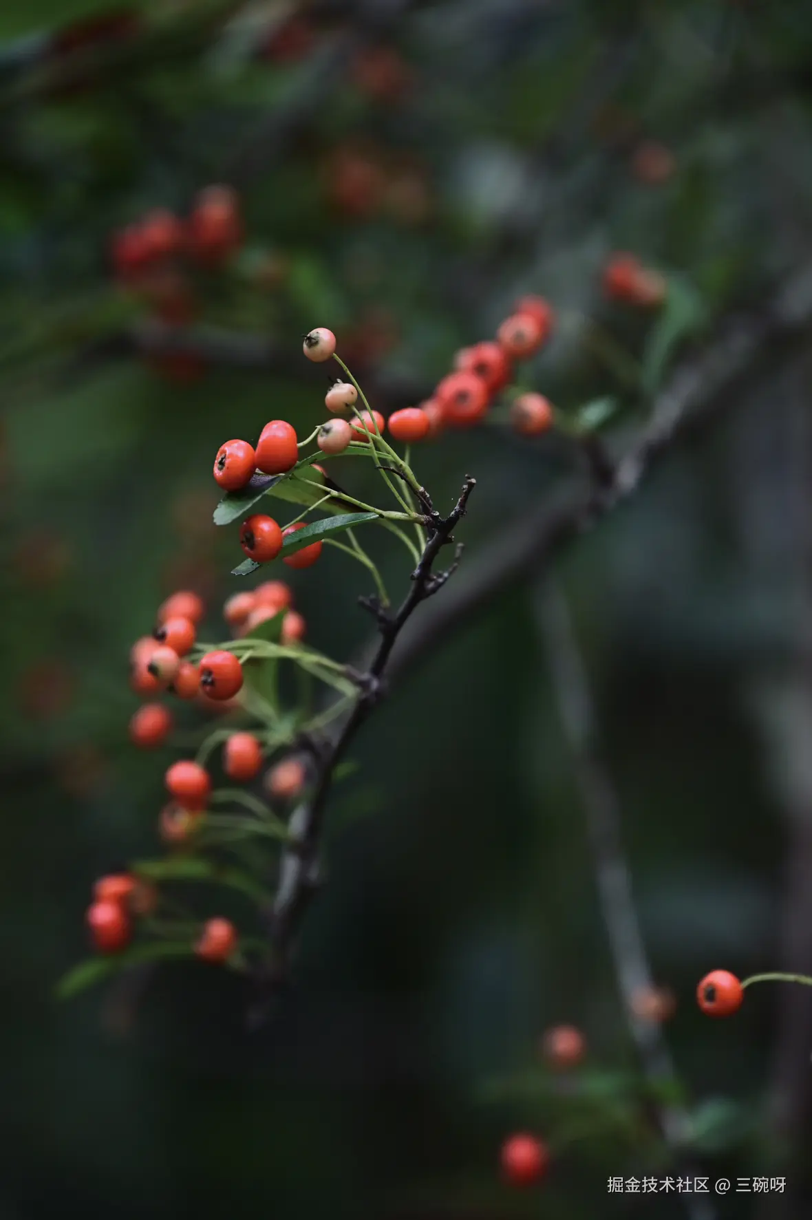 三碗呀于2025-12-01 09:17发布的图片