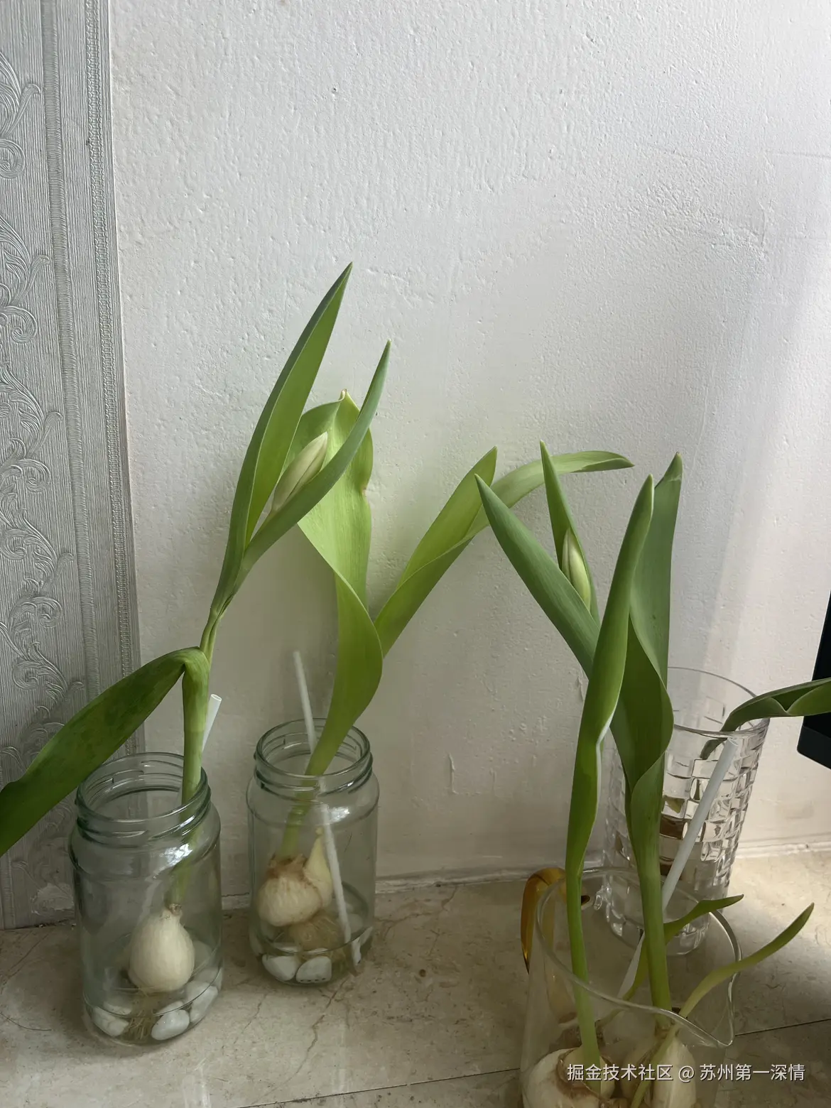 苏州第一深情于2025-04-06 10:33发布的图片