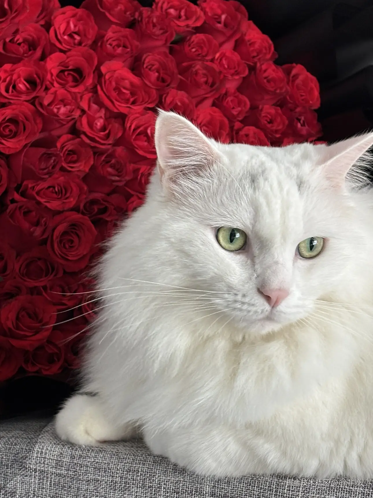 徐非晚于2024-10-29 11:40发布的图片