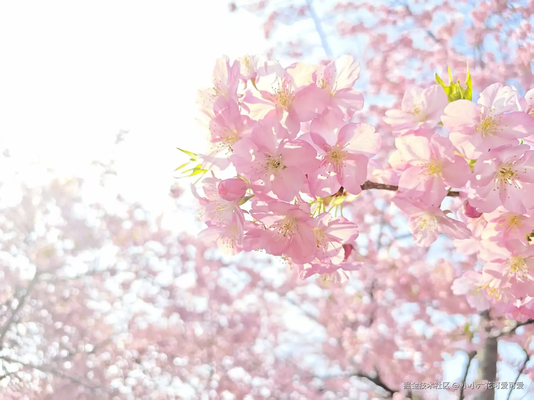 小小六花可爱可爱于2026-03-09 10:02发布的图片