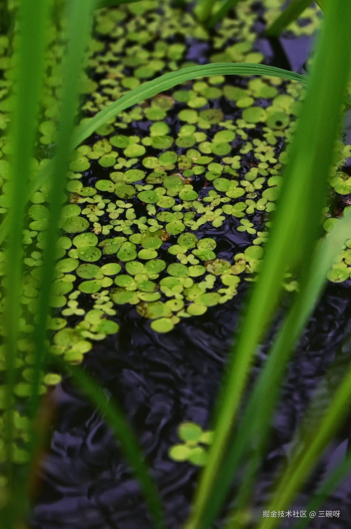 三碗呀于2025-07-02 10:00发布的图片
