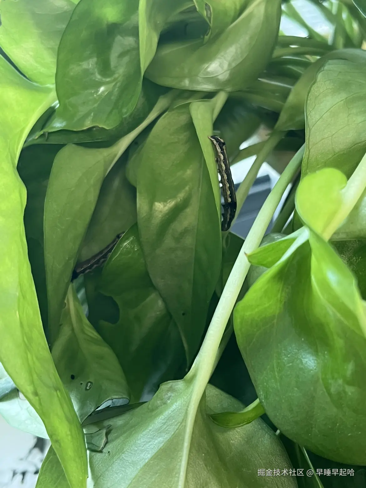 早睡早起哈于2025-09-24 16:03发布的图片