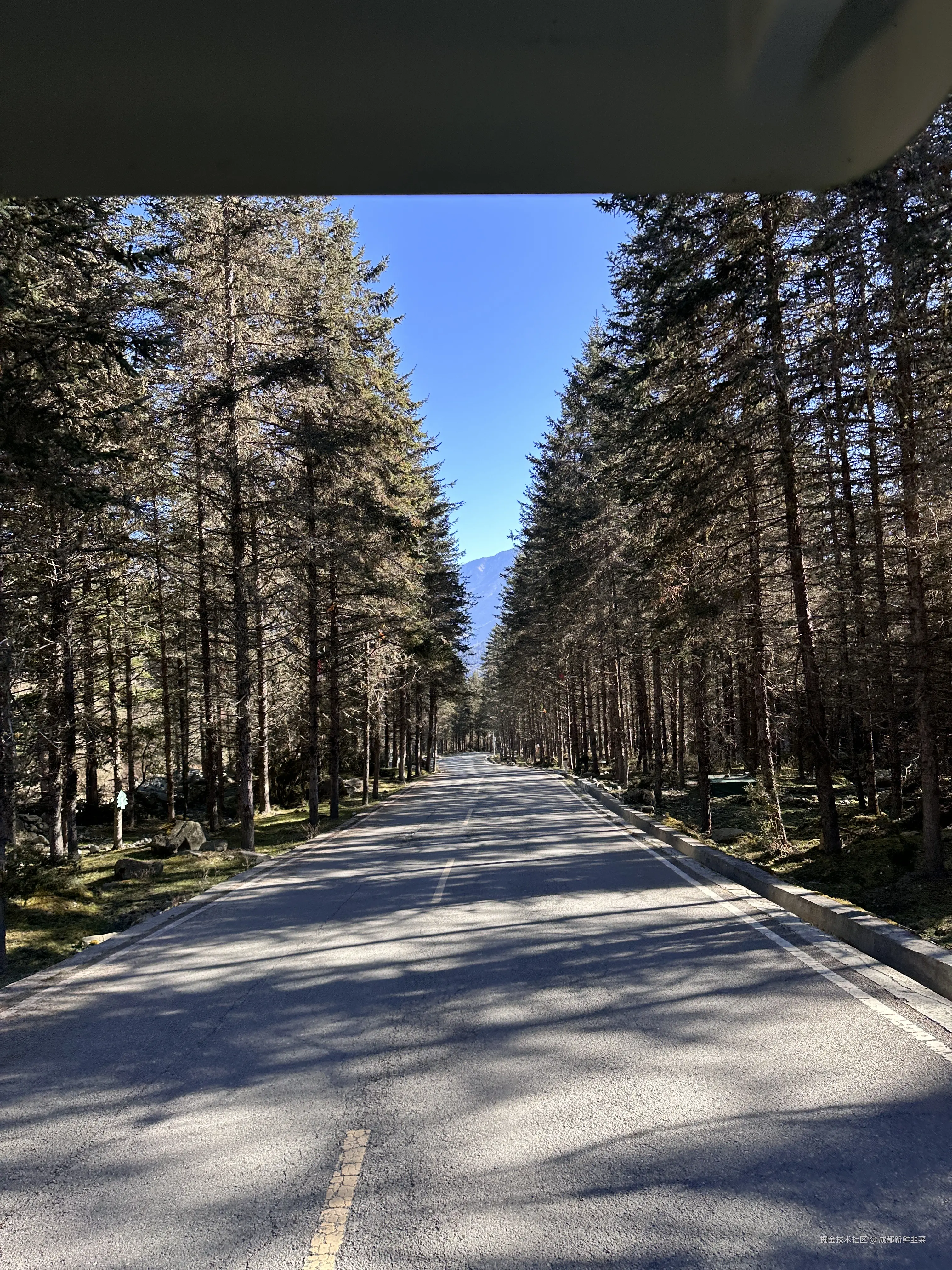 成都新鲜韭菜于2024-12-02 10:02发布的图片