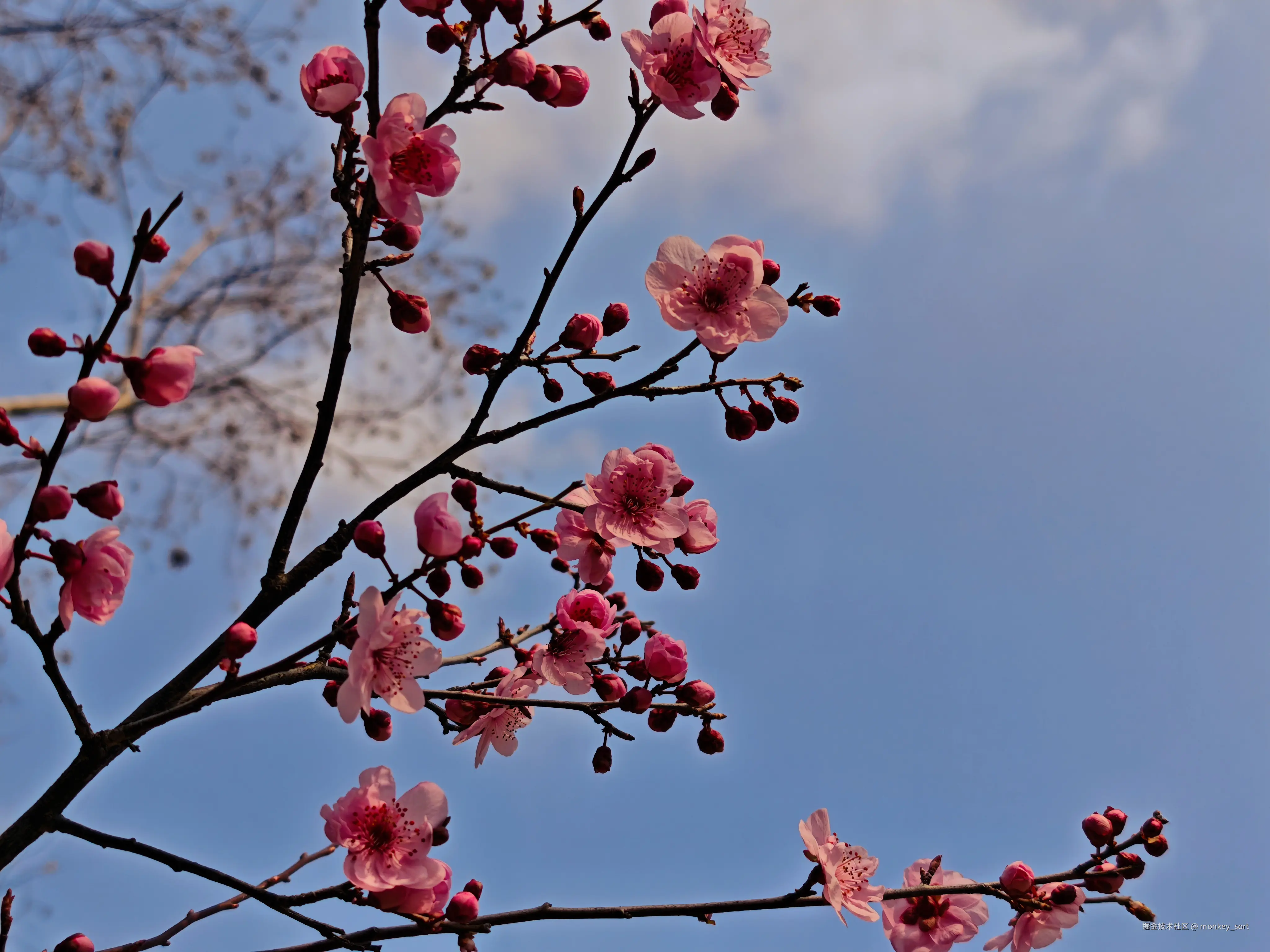 monkey_sort于2026-03-12 16:04发布的图片