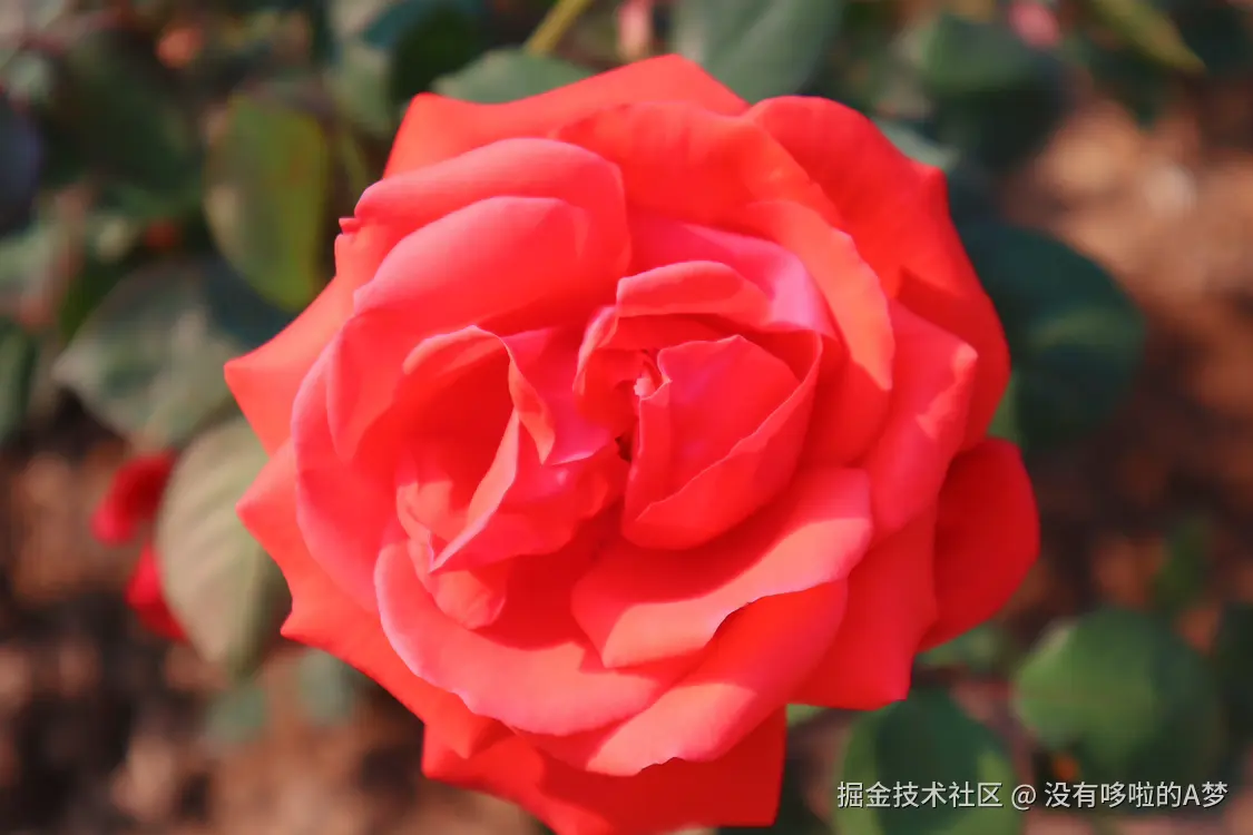 没有哆啦的A梦于2025-03-26 13:42发布的图片