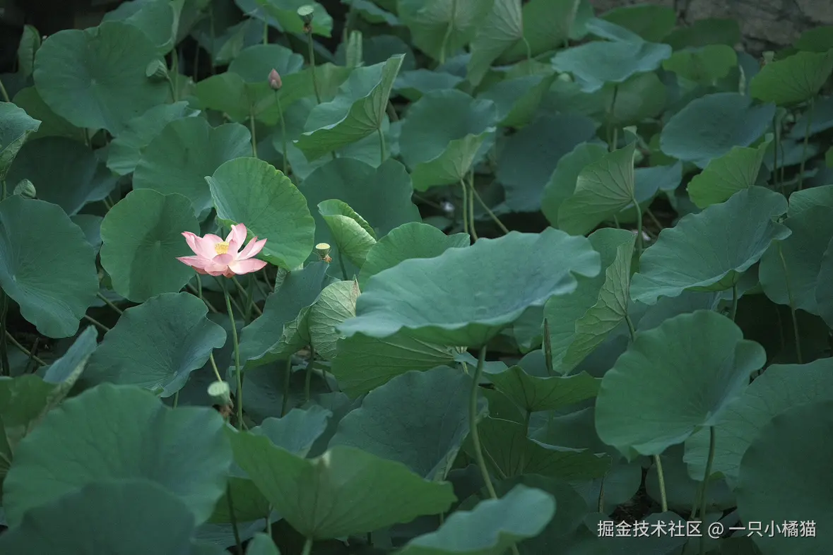 一只小橘猫于2025-08-08 13:38发布的图片