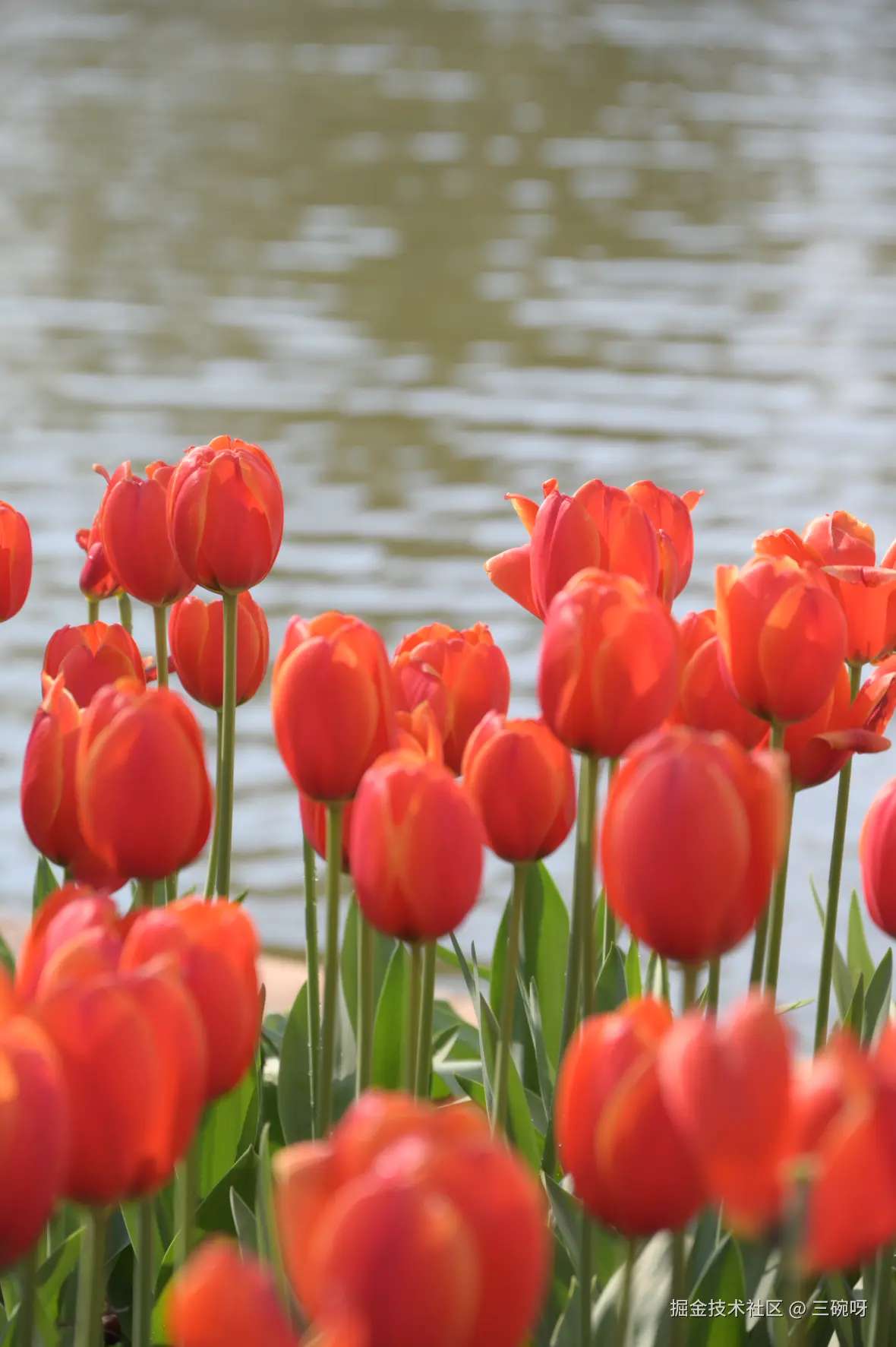 三碗呀于2026-03-06 10:27发布的图片