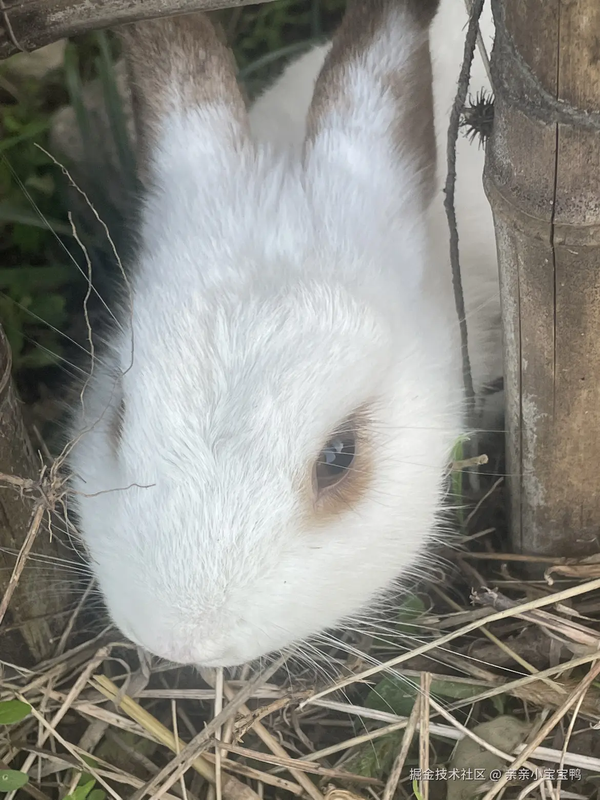 亲亲小宝宝鸭于2025-11-17 15:17发布的图片