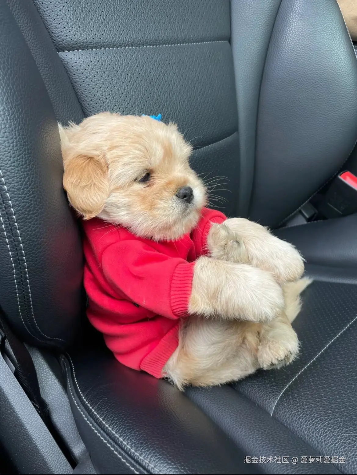 愛萝莉愛掘金于2026-02-10 20:50发布的图片