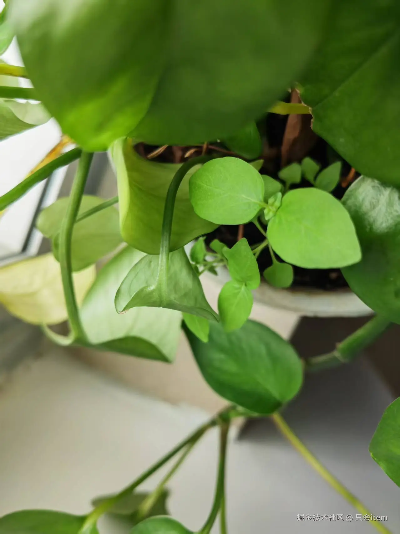 只会item于2025-05-09 10:46发布的图片