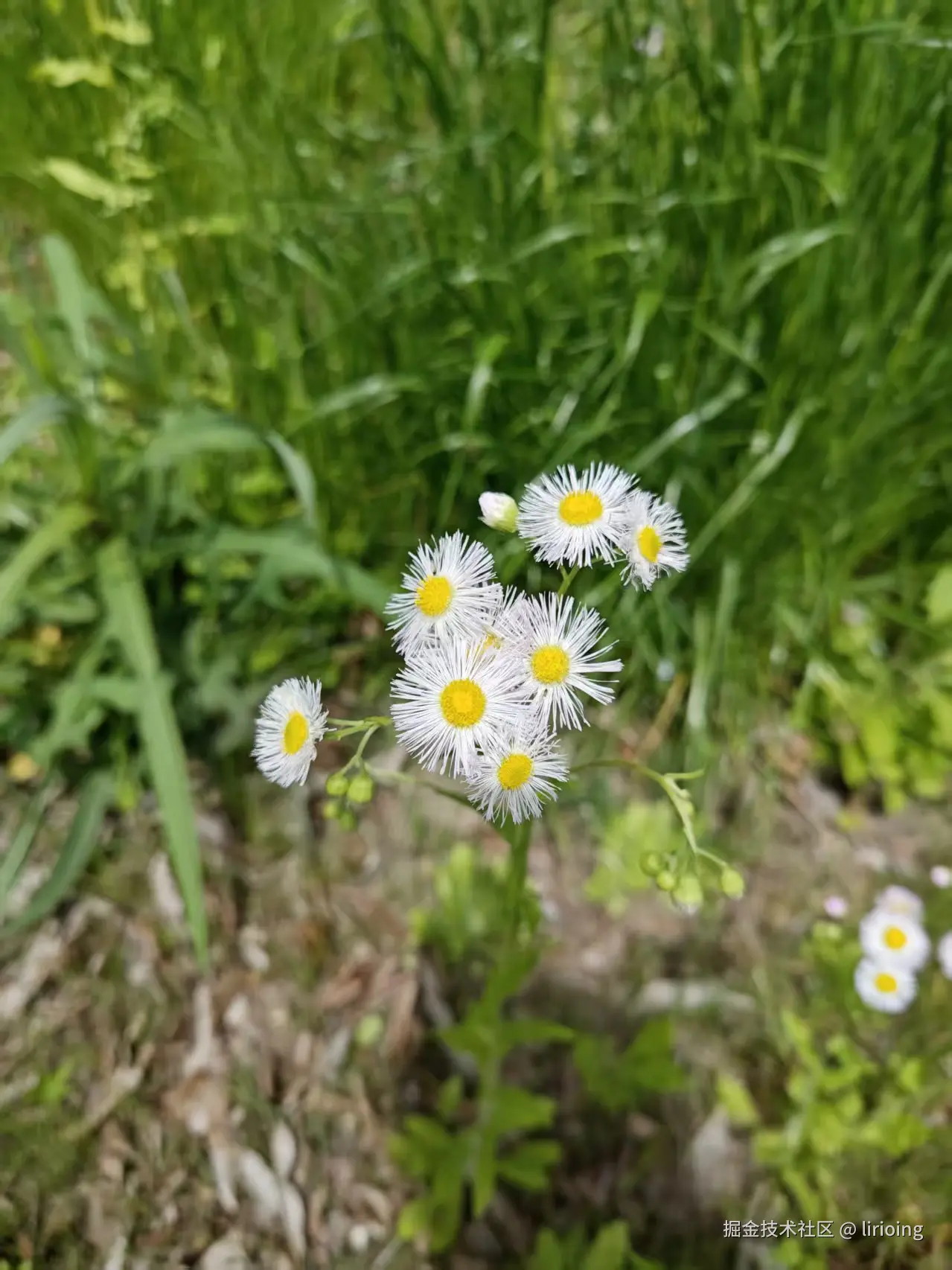 lirioing于2026-04-07 14:04发布的图片