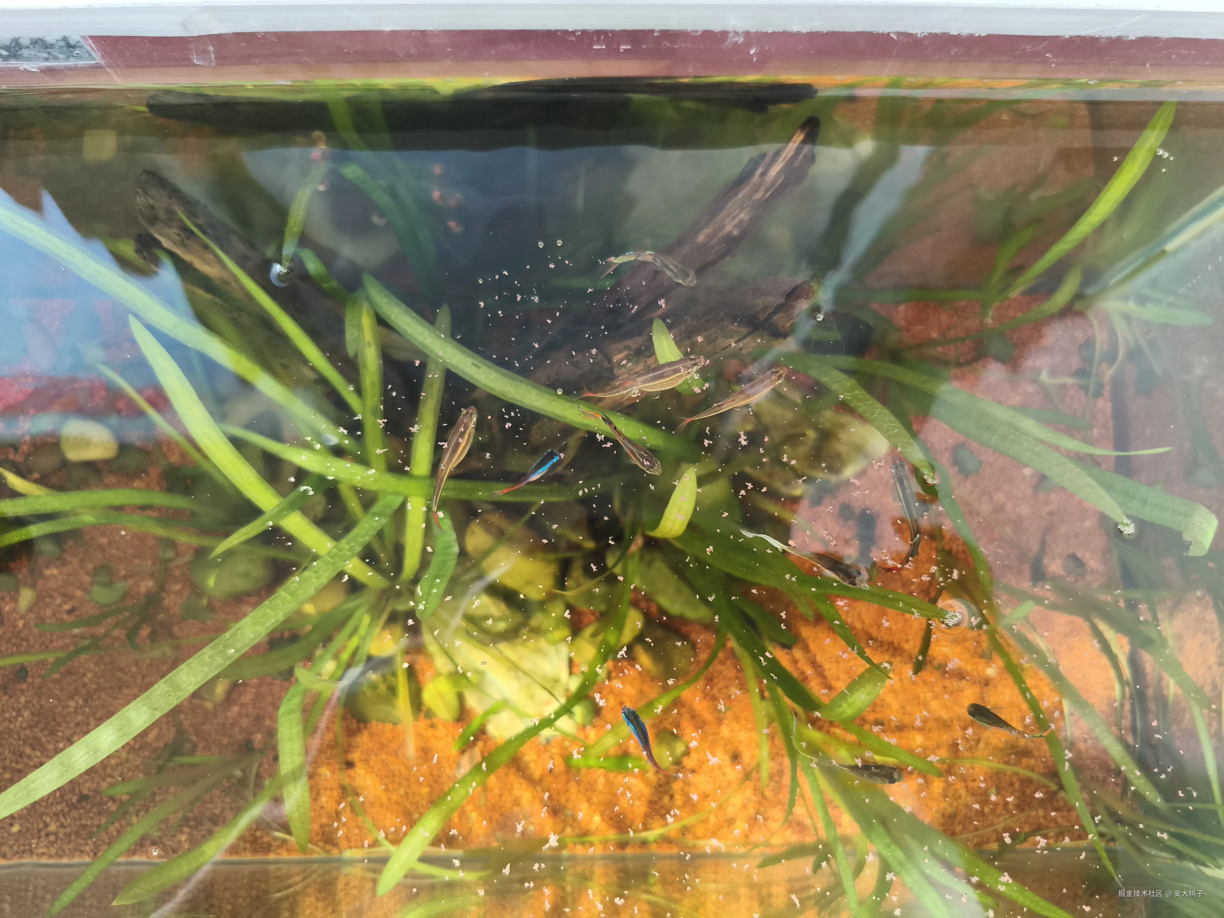 安大桃子于2025-03-30 09:27发布的图片