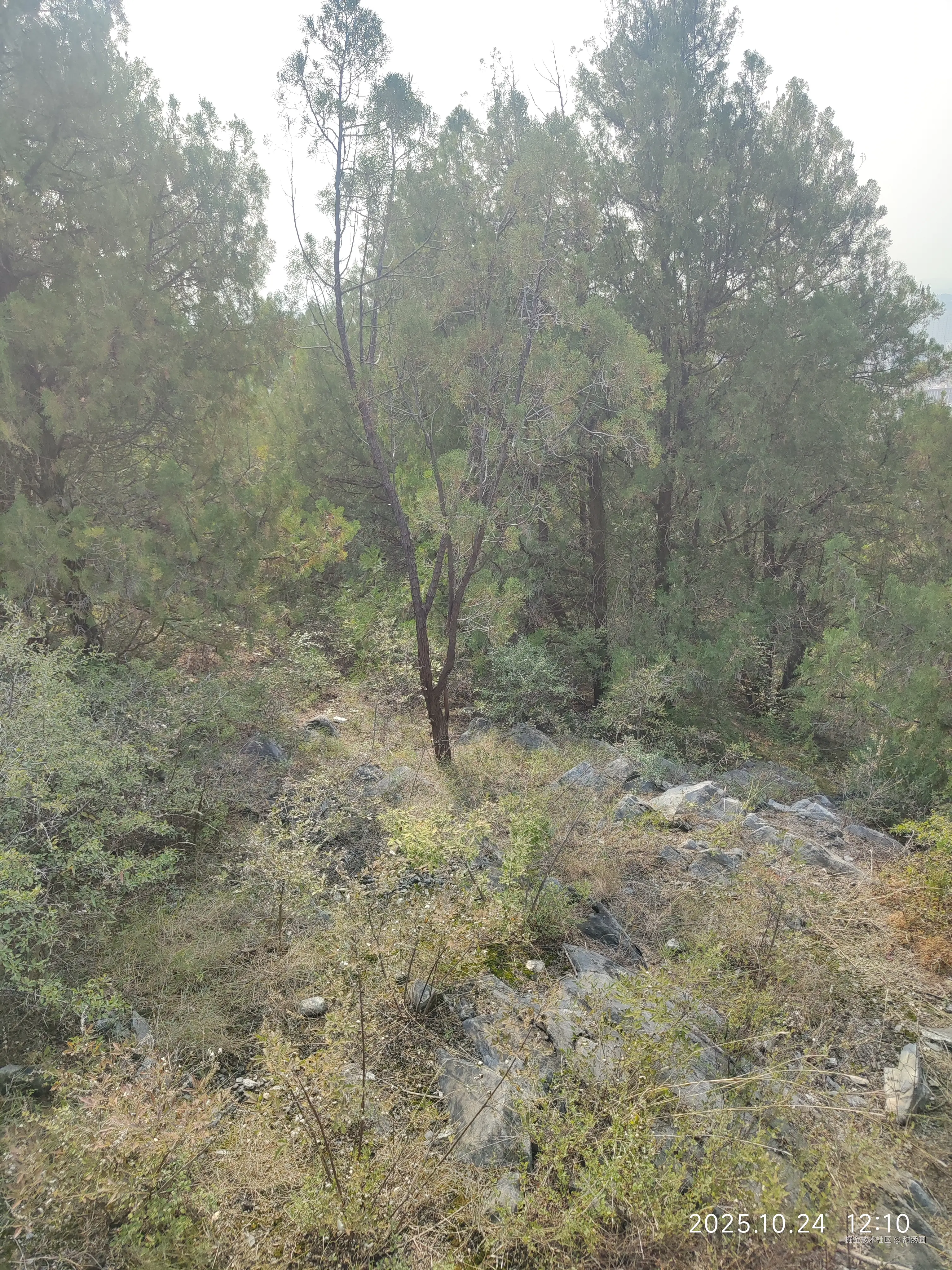 甜汤圆于2025-10-24 12:14发布的图片