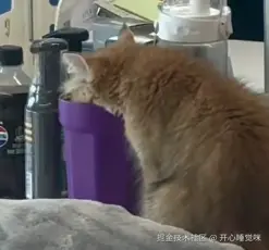 开心睡觉咪于2025-08-14 15:13发布的图片