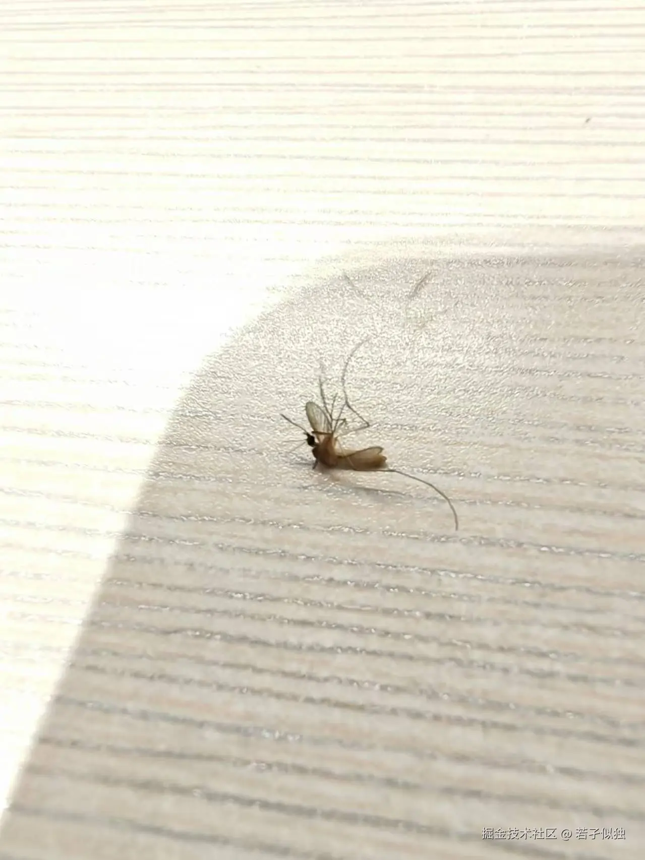 若孑似独于2024-12-04 11:31发布的图片