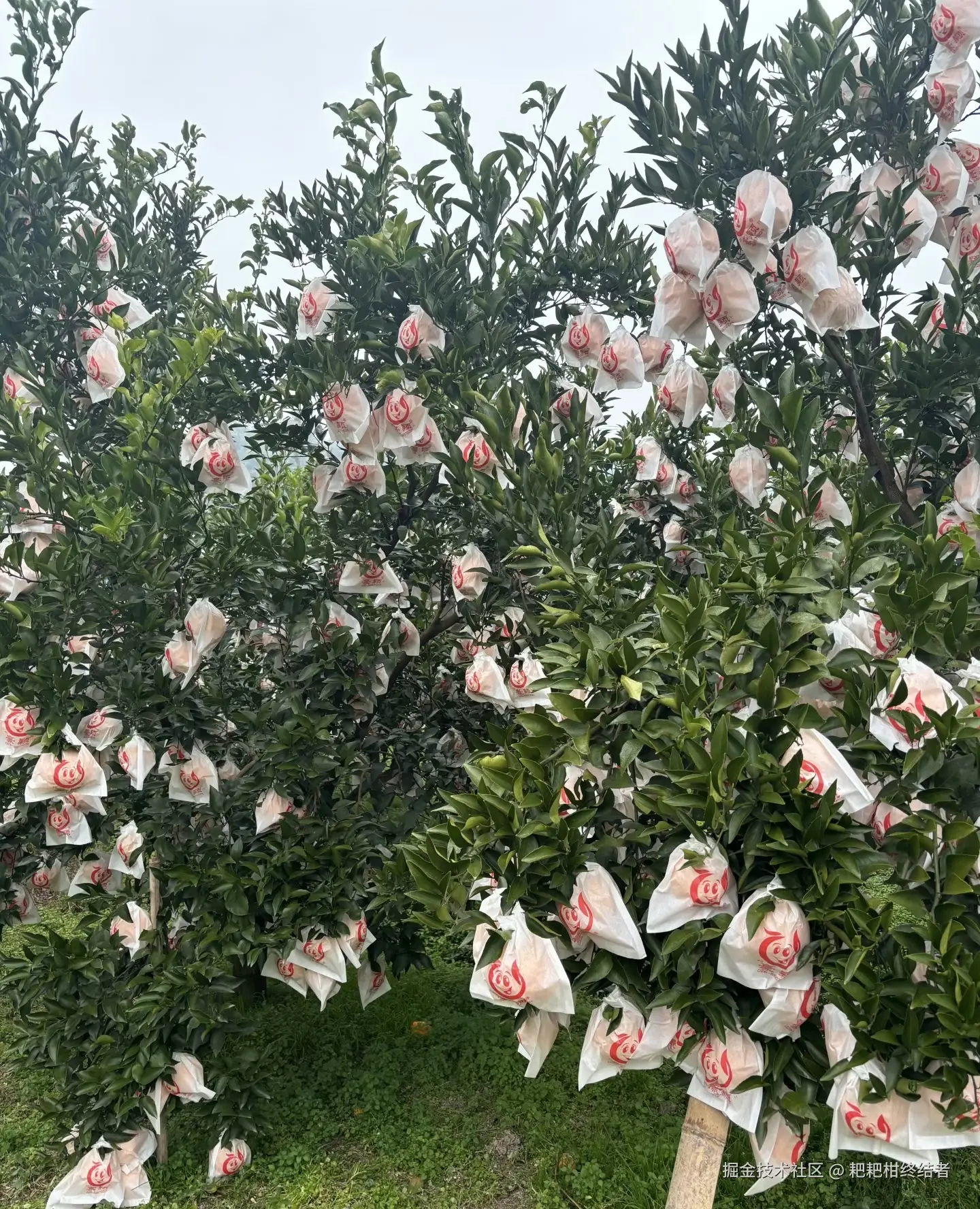 耙耙柑终结者于2026-01-21 11:33发布的图片